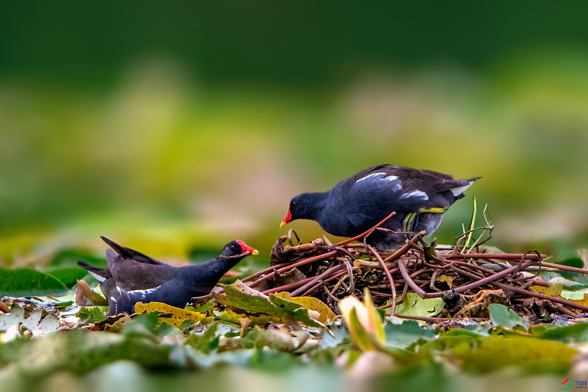 _AUU6083��԰(24.6.28).jpg