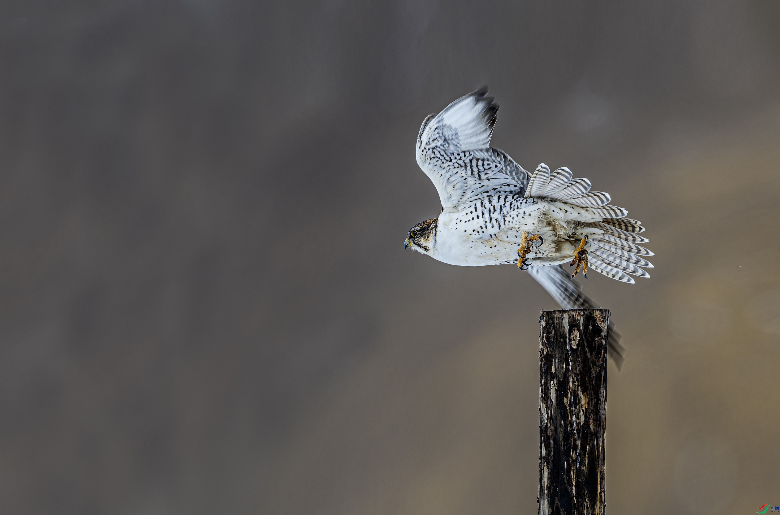 ���� (8)-1.jpg