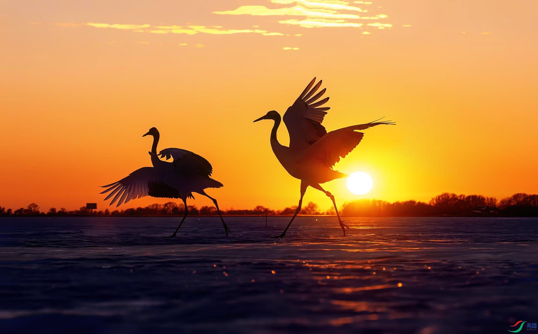 Ϧ���µ��赸