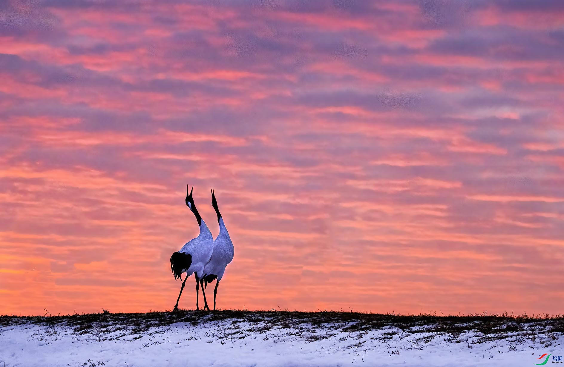 �����Ÿ�