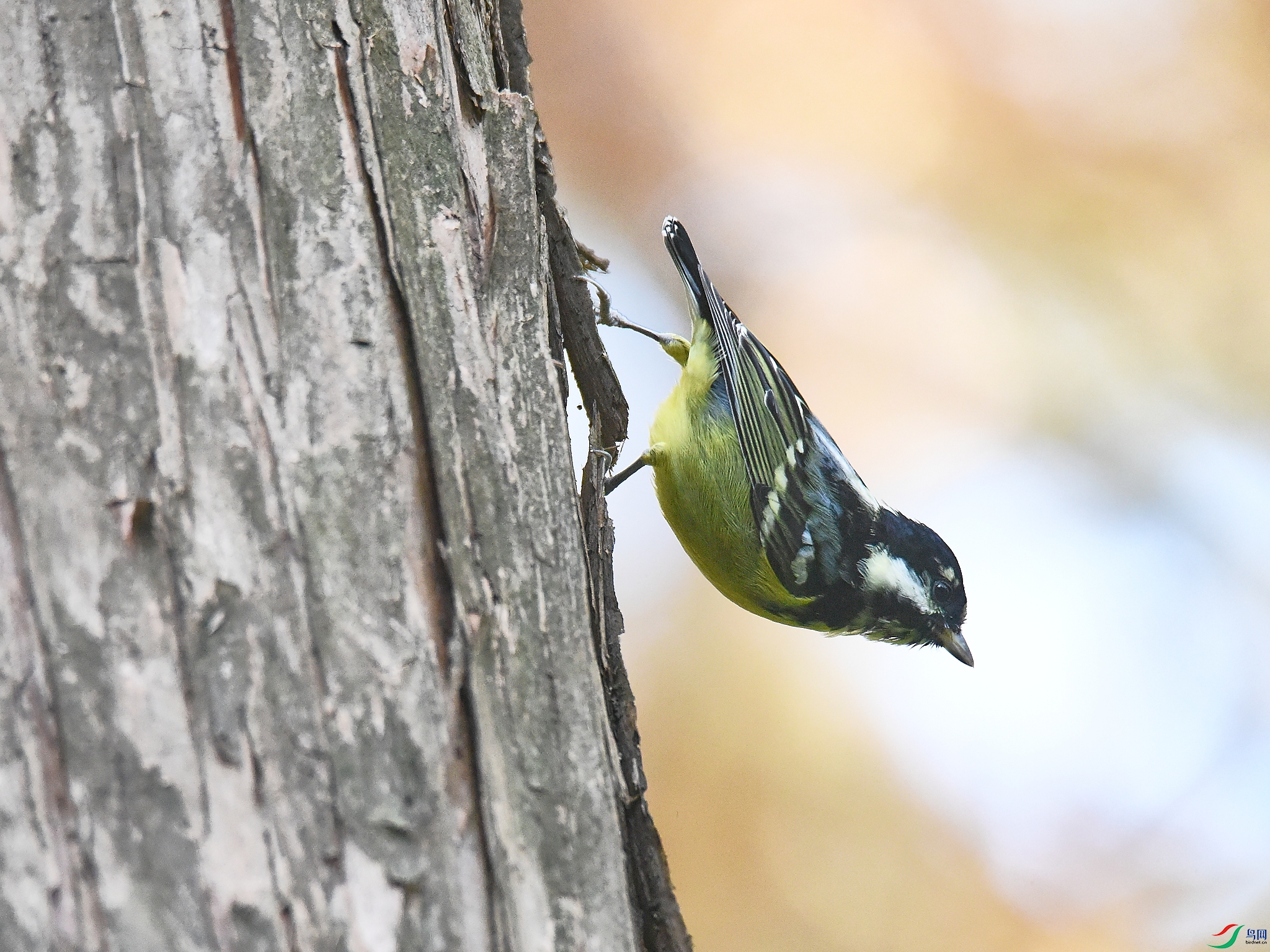 DSC_6619.jpg