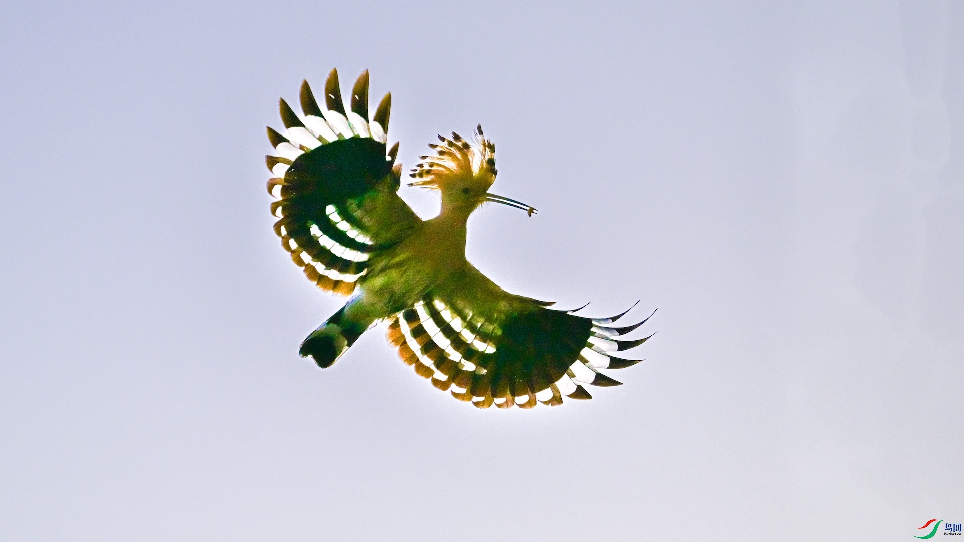 1_XXL4302 ����.jpeg