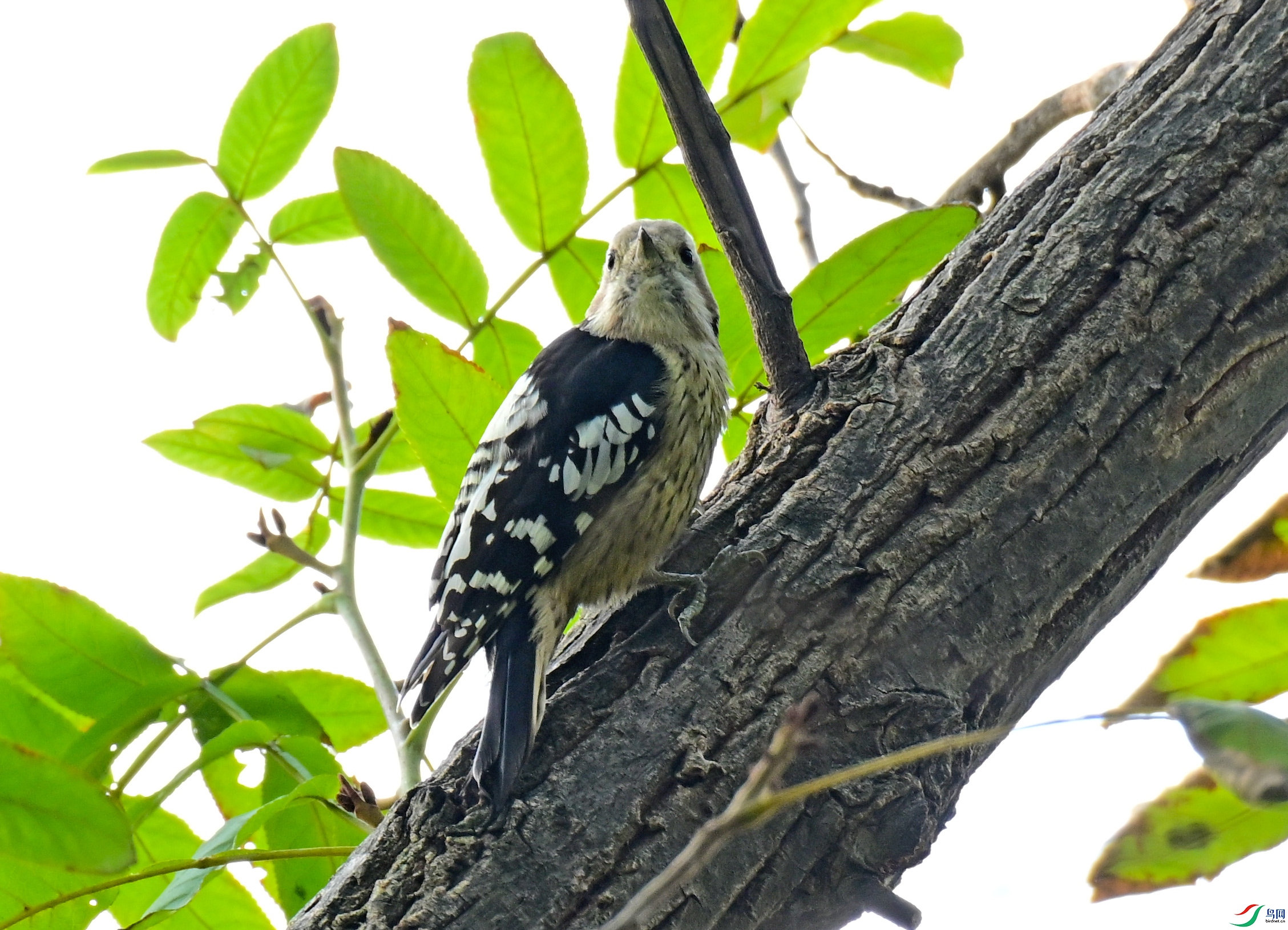 DSC_1952a.jpg