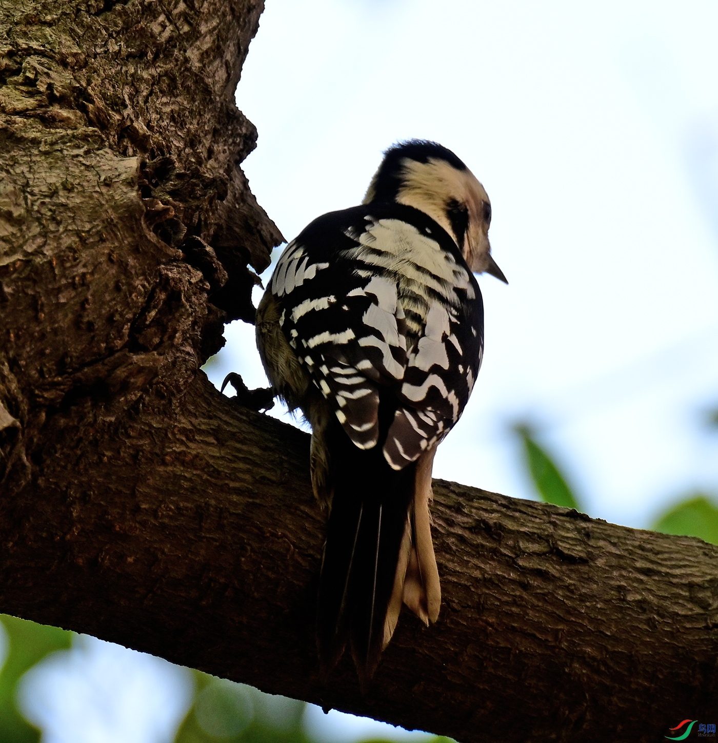 DSC_1975a.jpg
