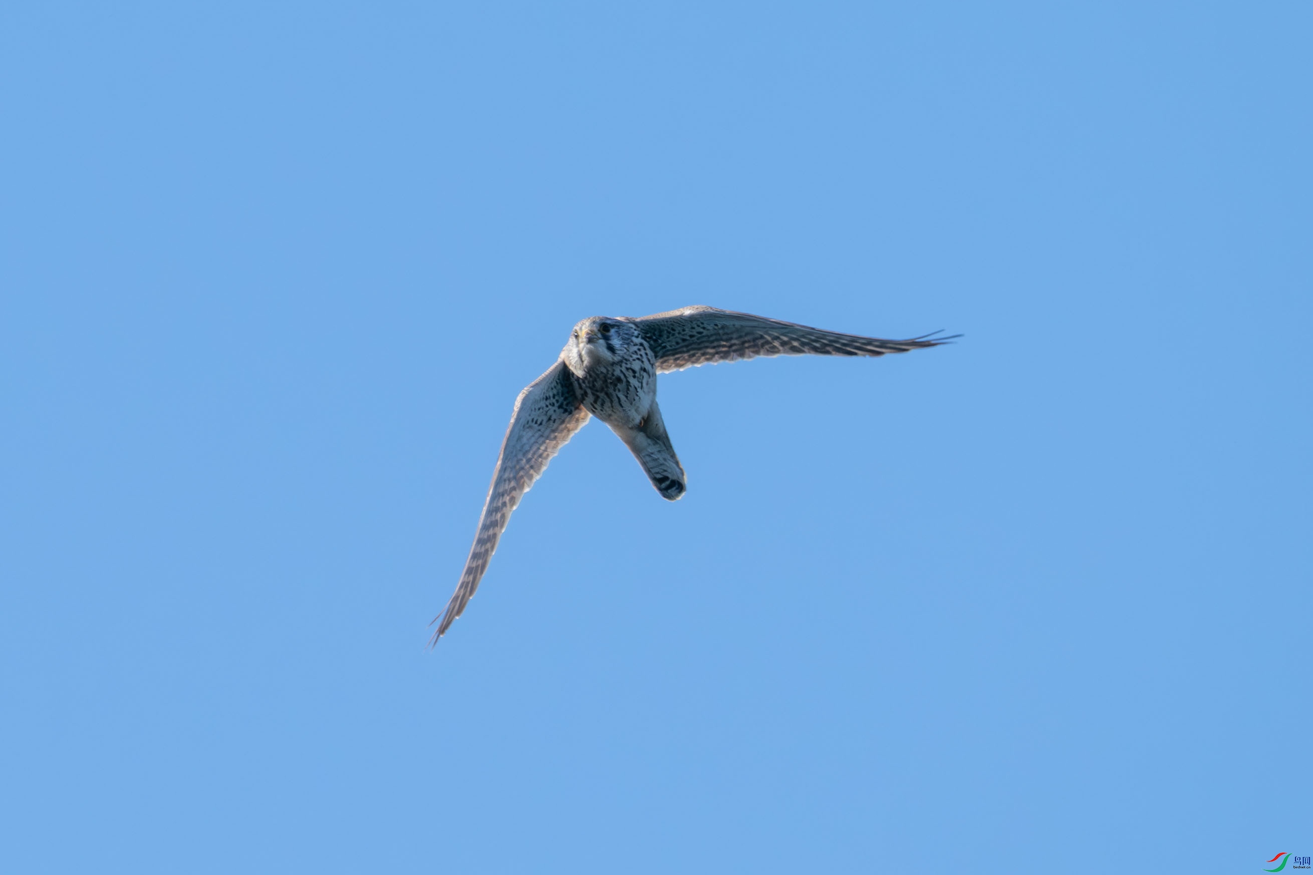 DSC_2703.jpg