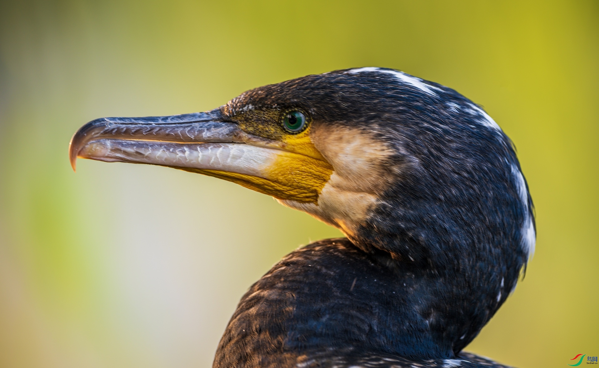 2_XXL3287 ����.jpeg