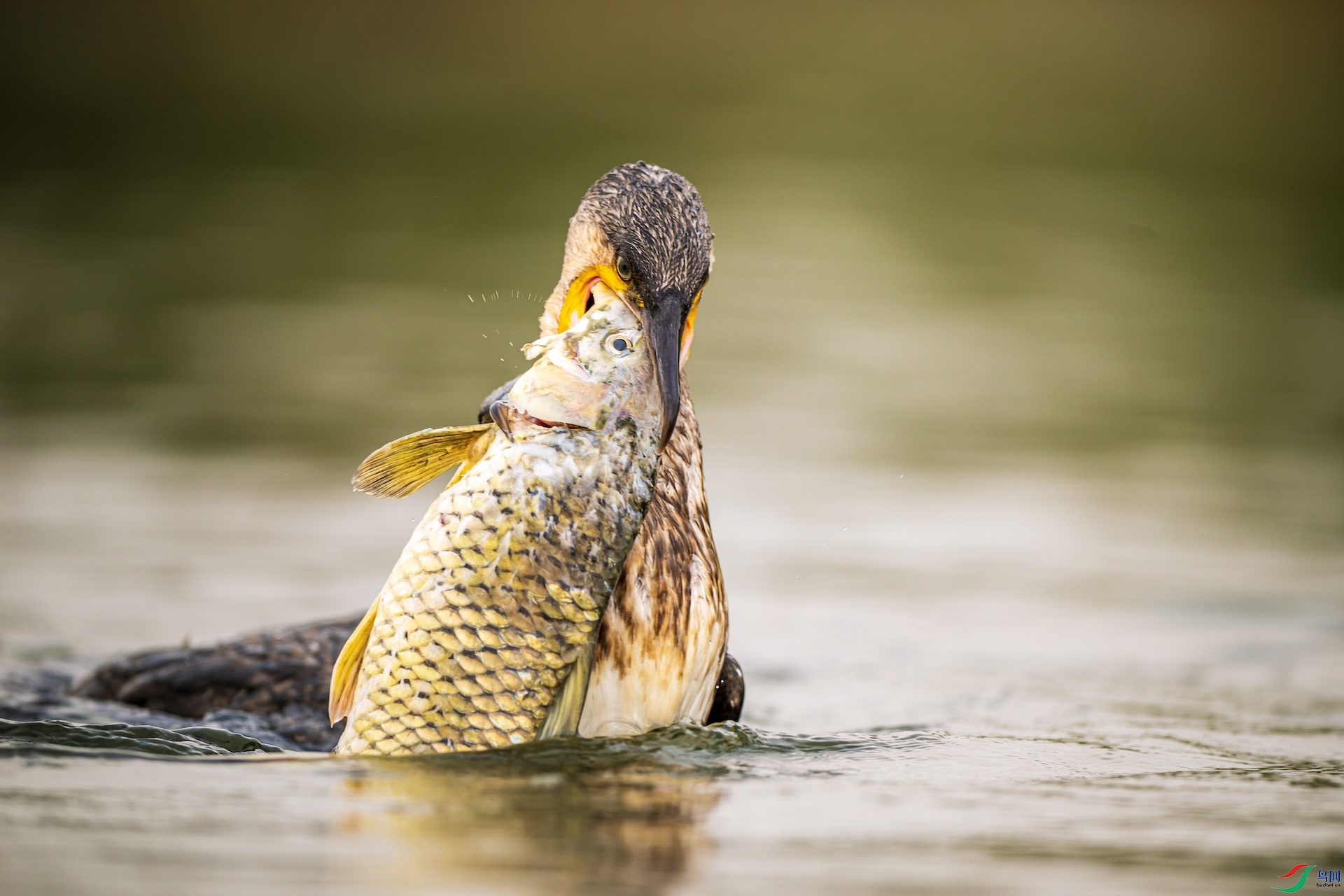 2_XXL5407 ����.jpeg