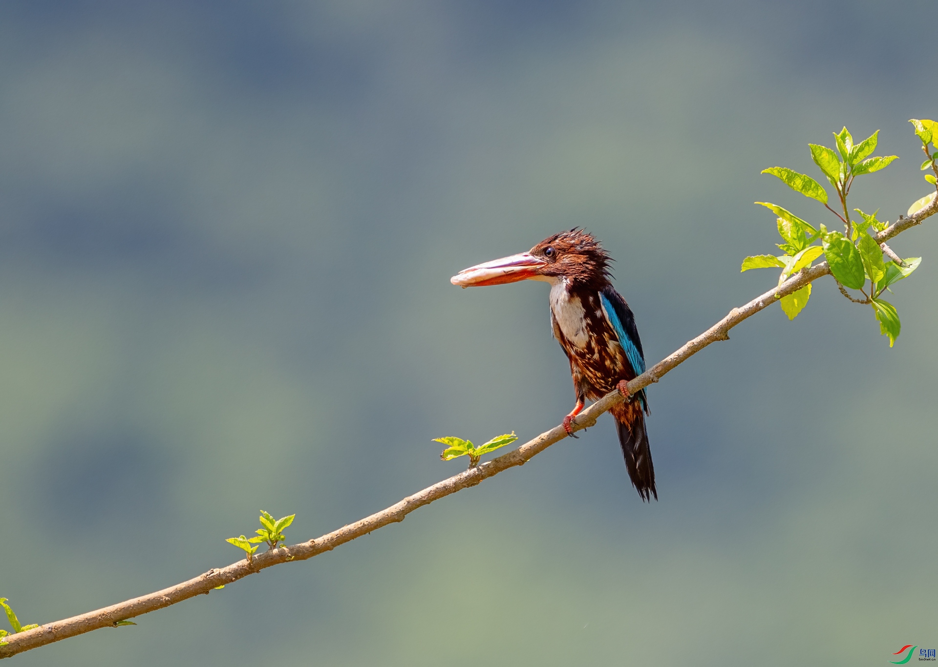 DSC_4522-1.jpg