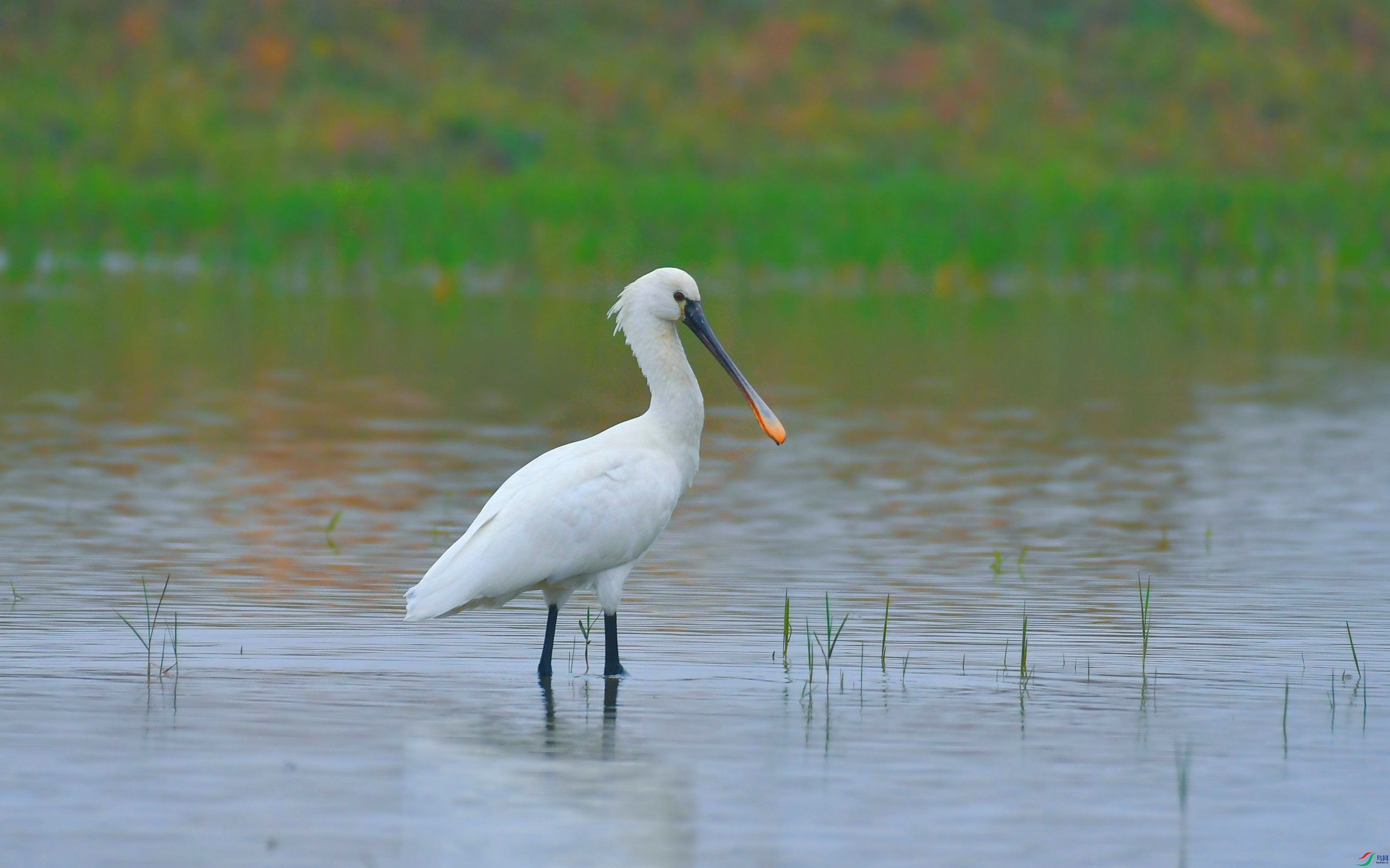 DSC_0050.JPG