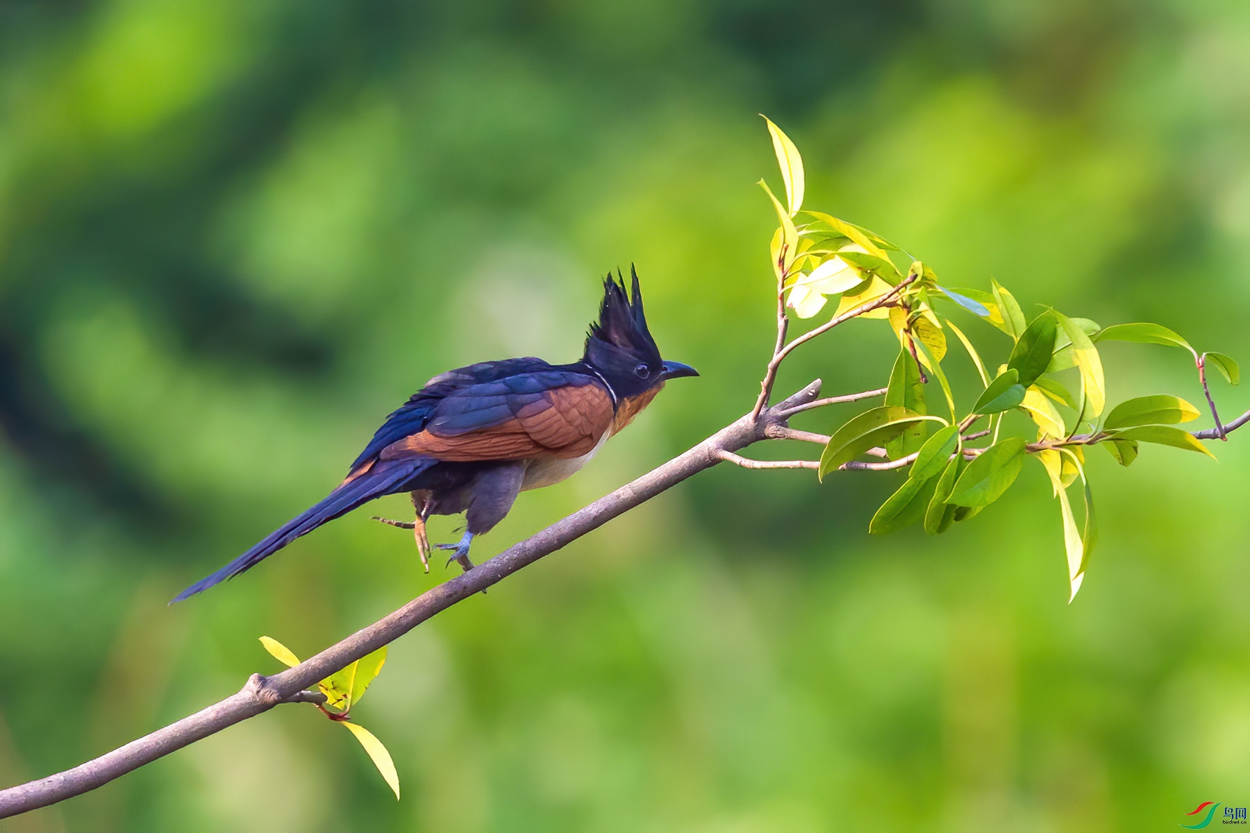 ����ͷ��