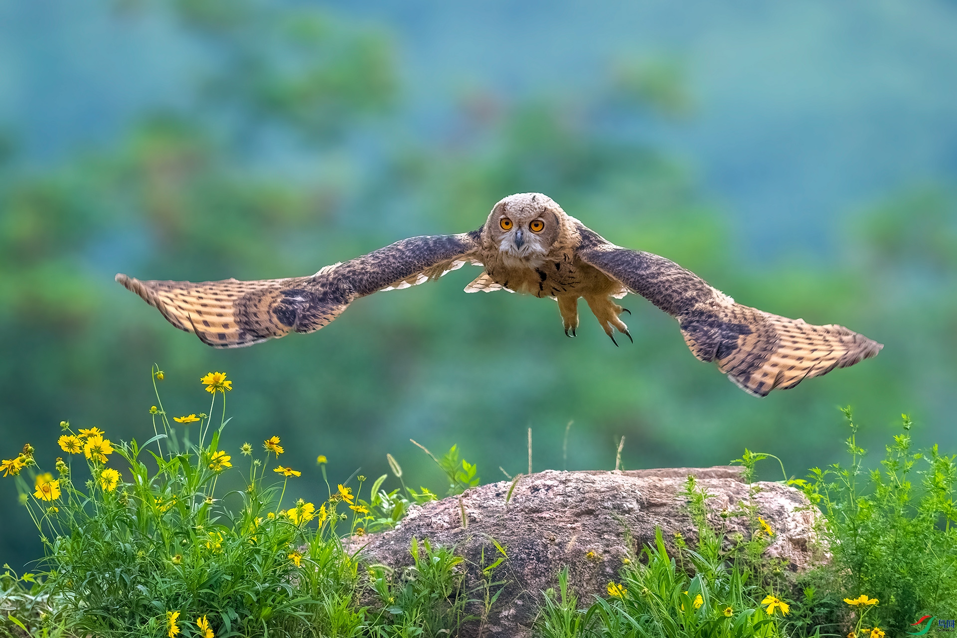 DSC_7423-1.jpg