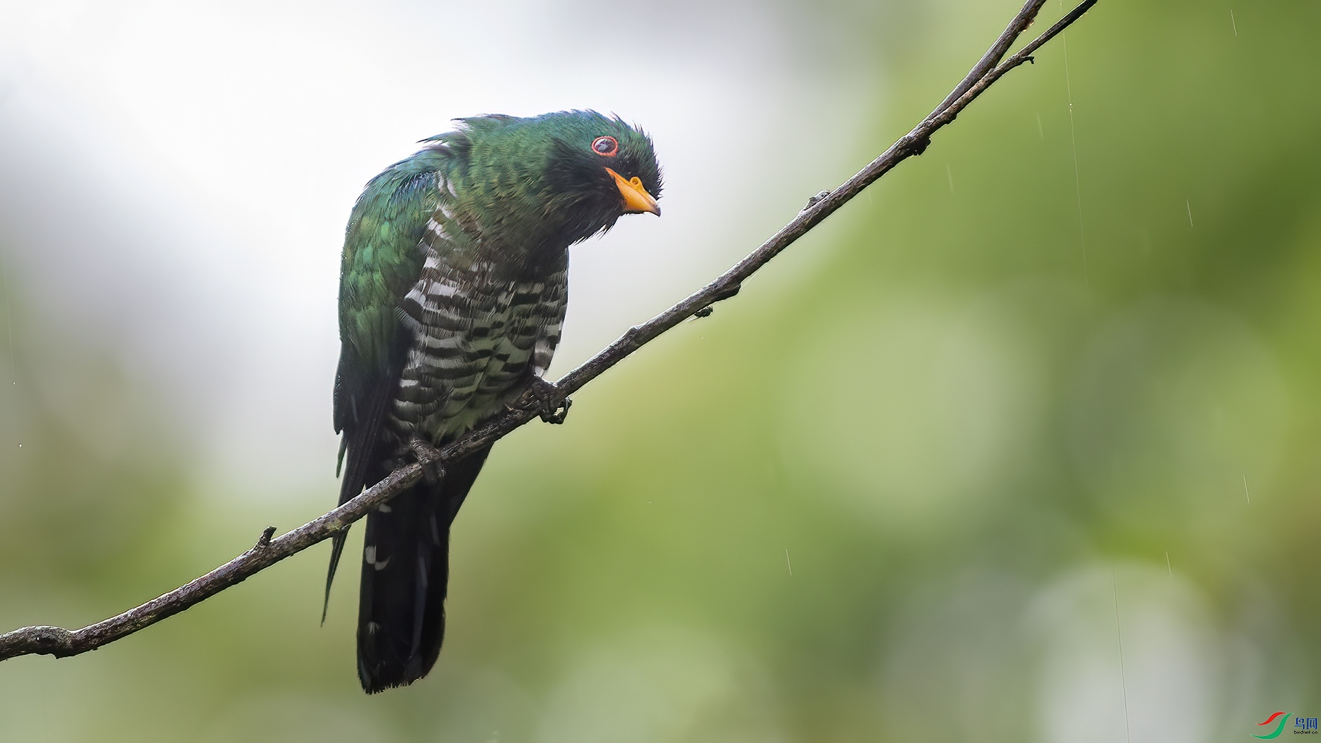 DSC_68vv45.jpg