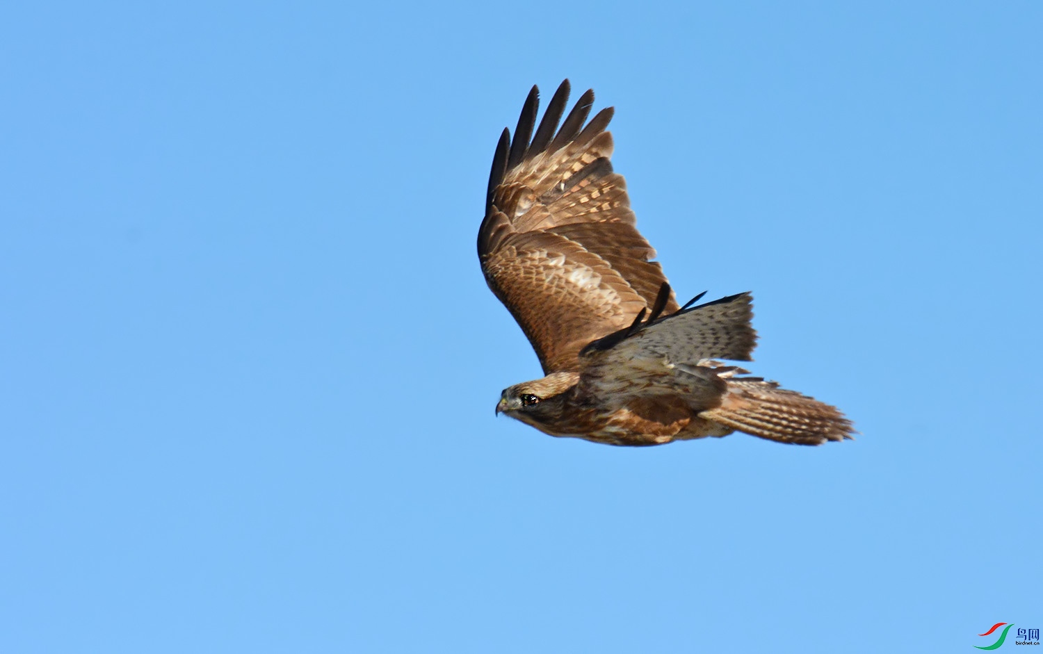 DSC_9948.jpg