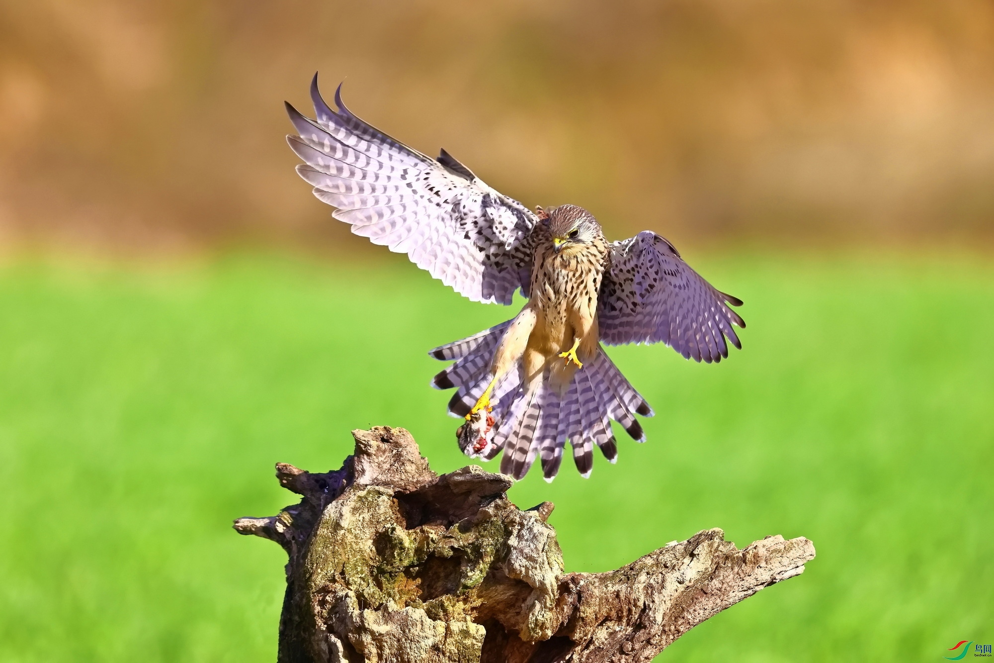 IMG_4013-1.JPG