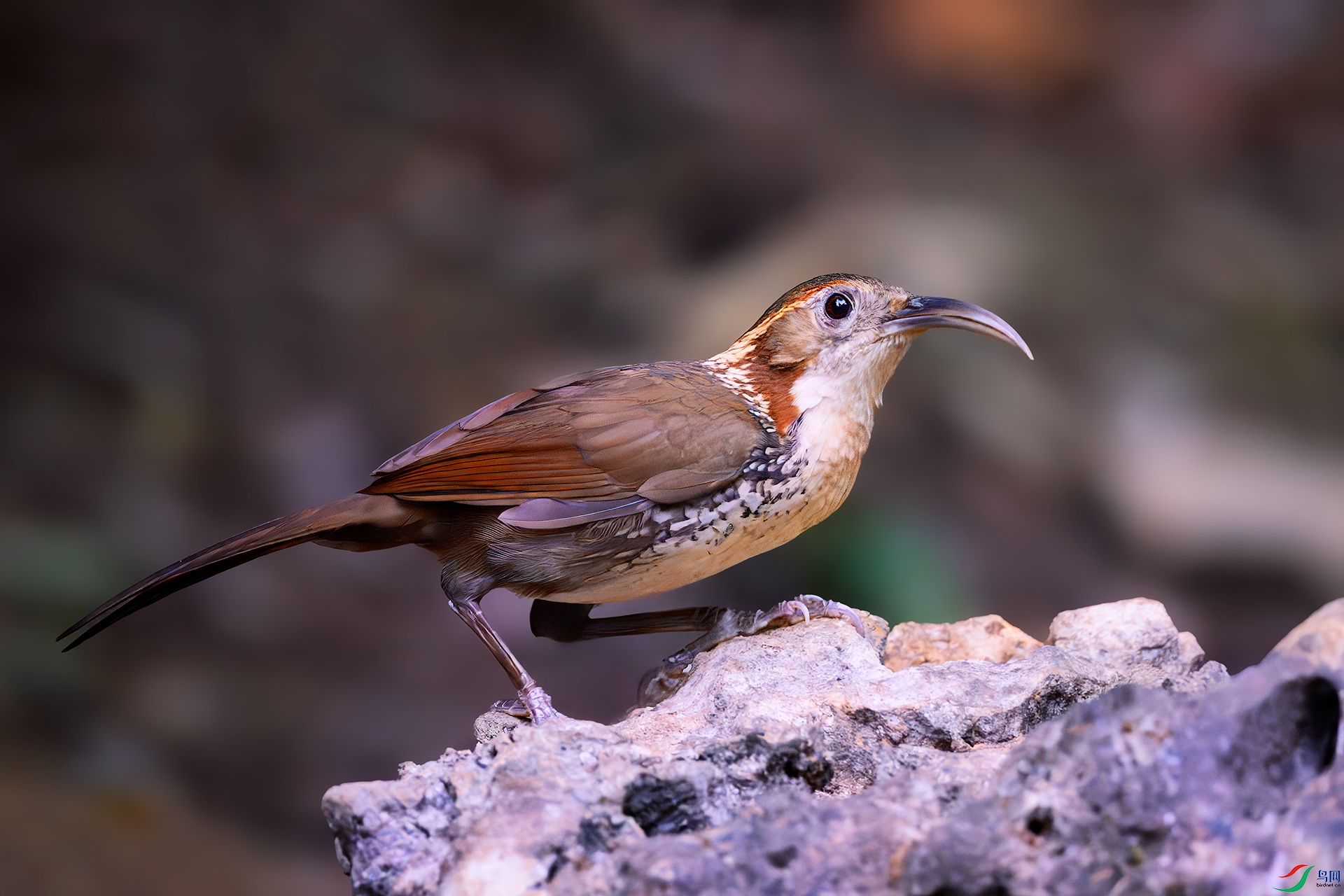 0_DSC0545-topaz-rawdenoise.jpg