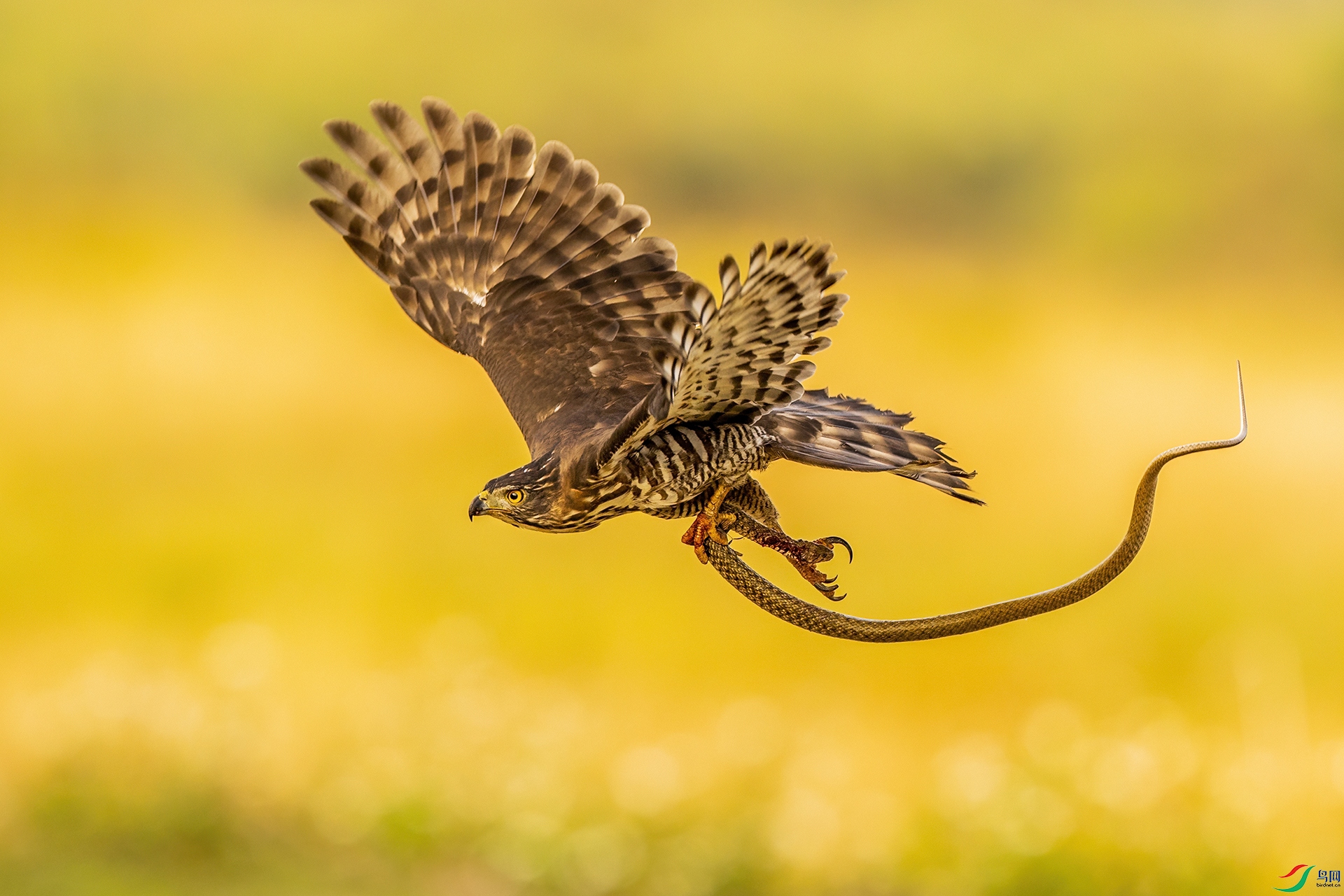 ��ͷӥ019-1.jpg