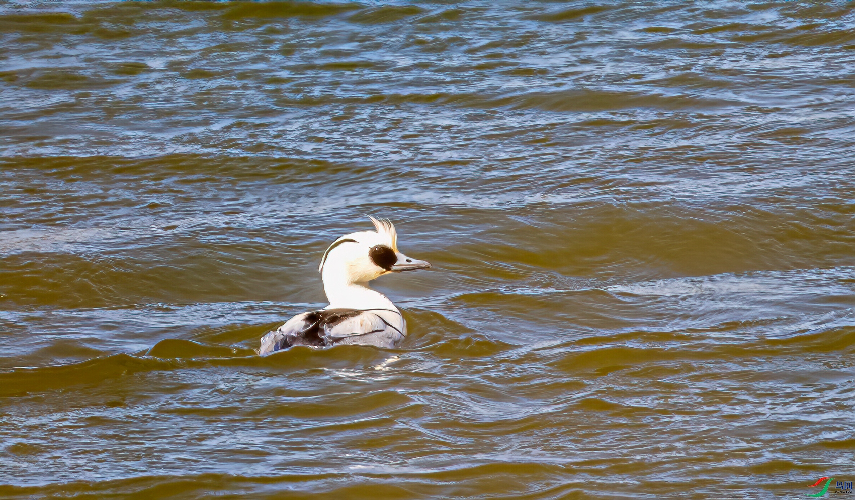 DSC_1711-11.jpg