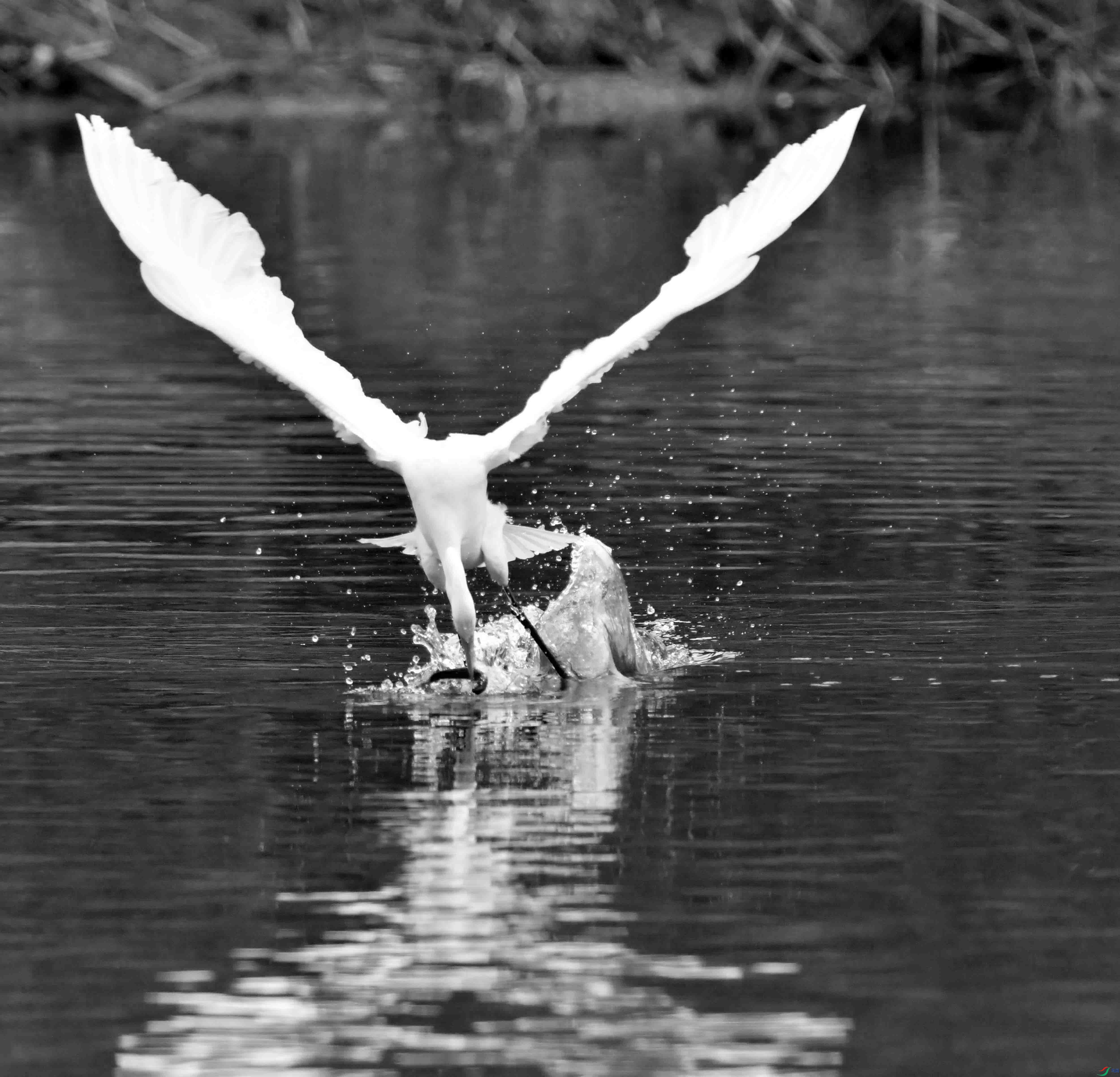 DSC_5175.JPG
