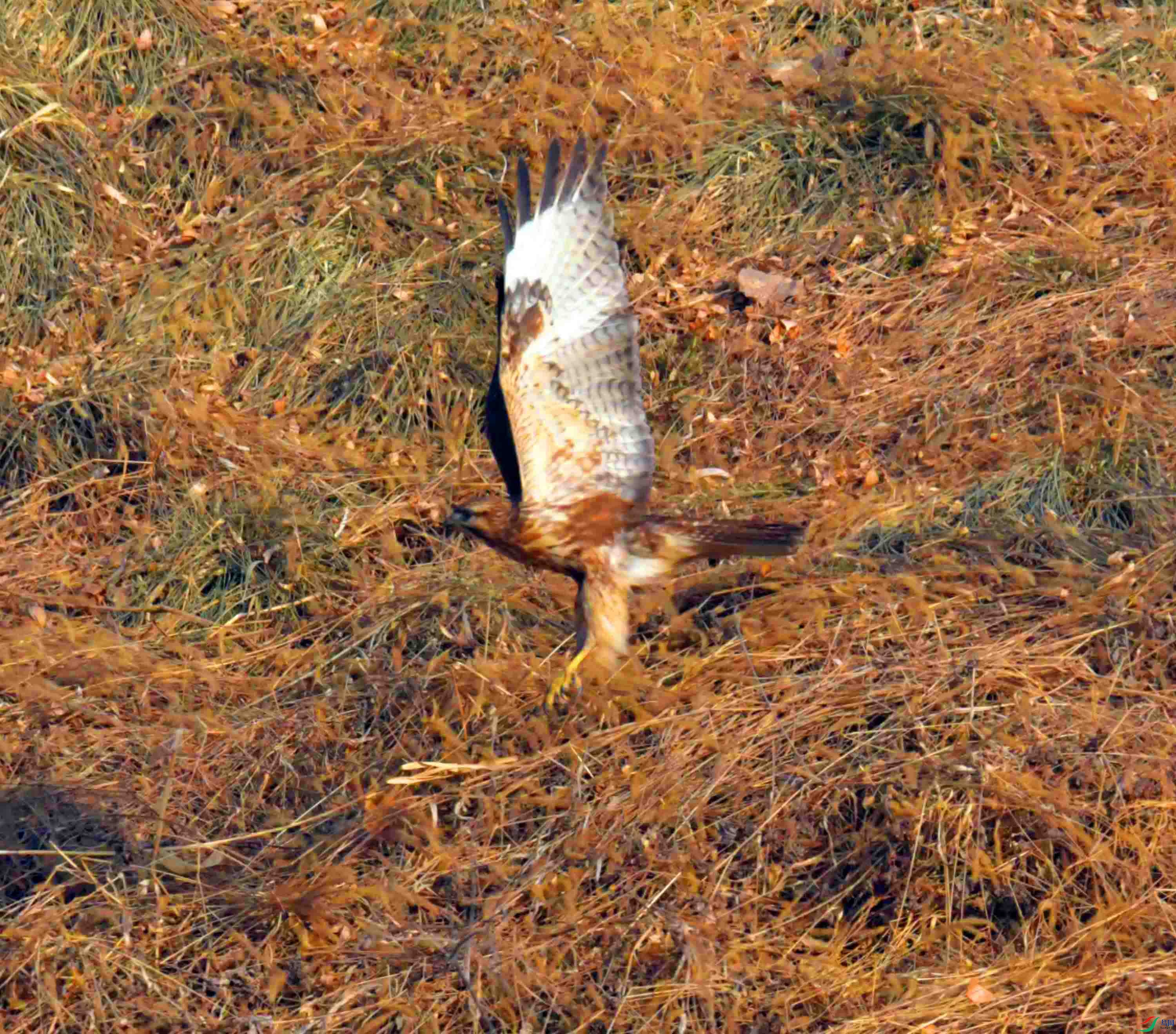 DSC_3610.JPG