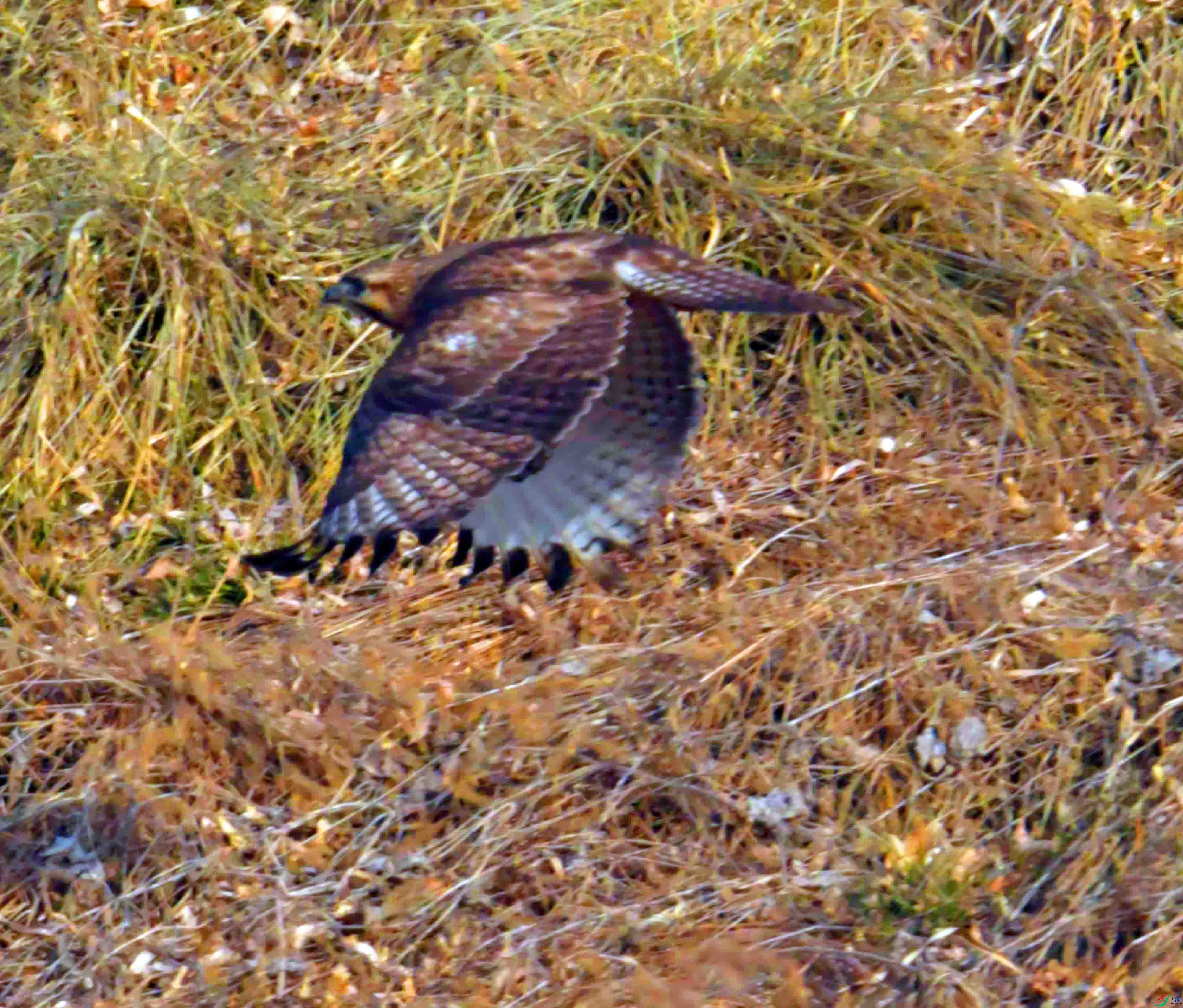 DSC_3611.JPG