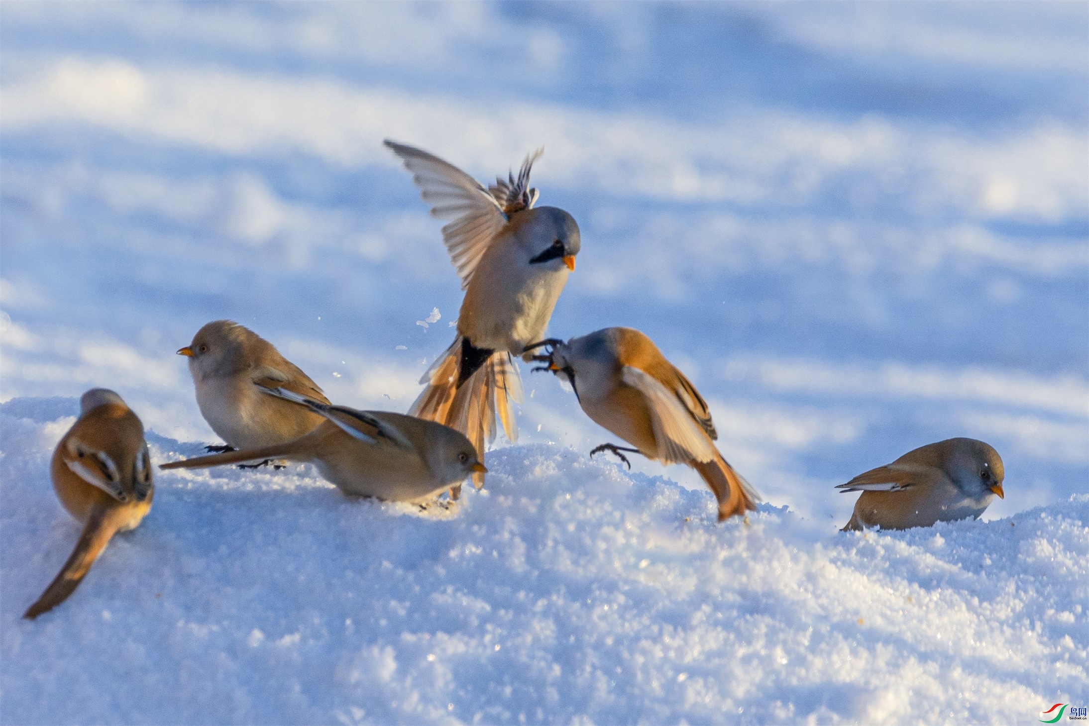 1K3A1020 ����1.jpg