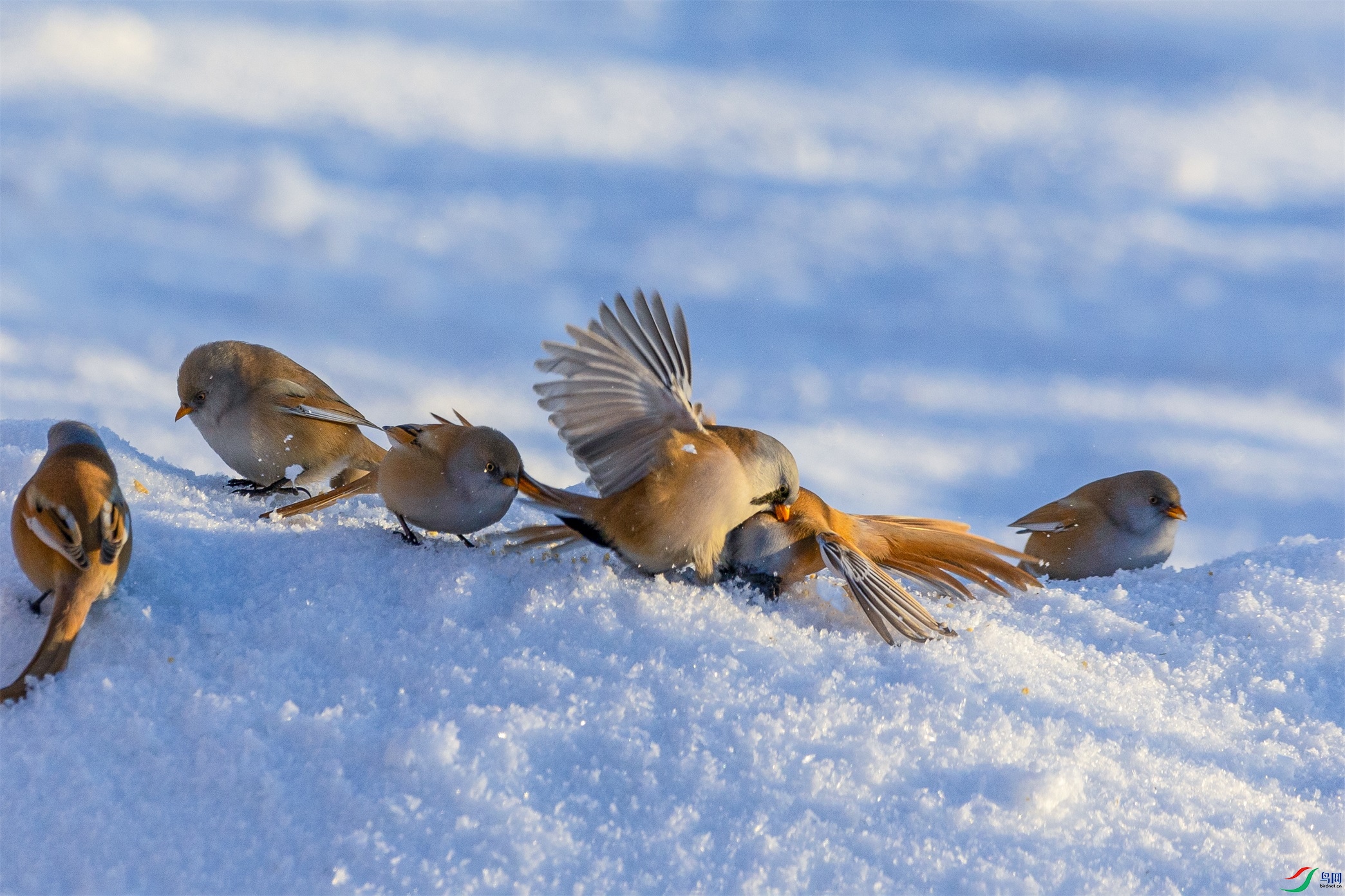 1K3A1023 ����1.jpg