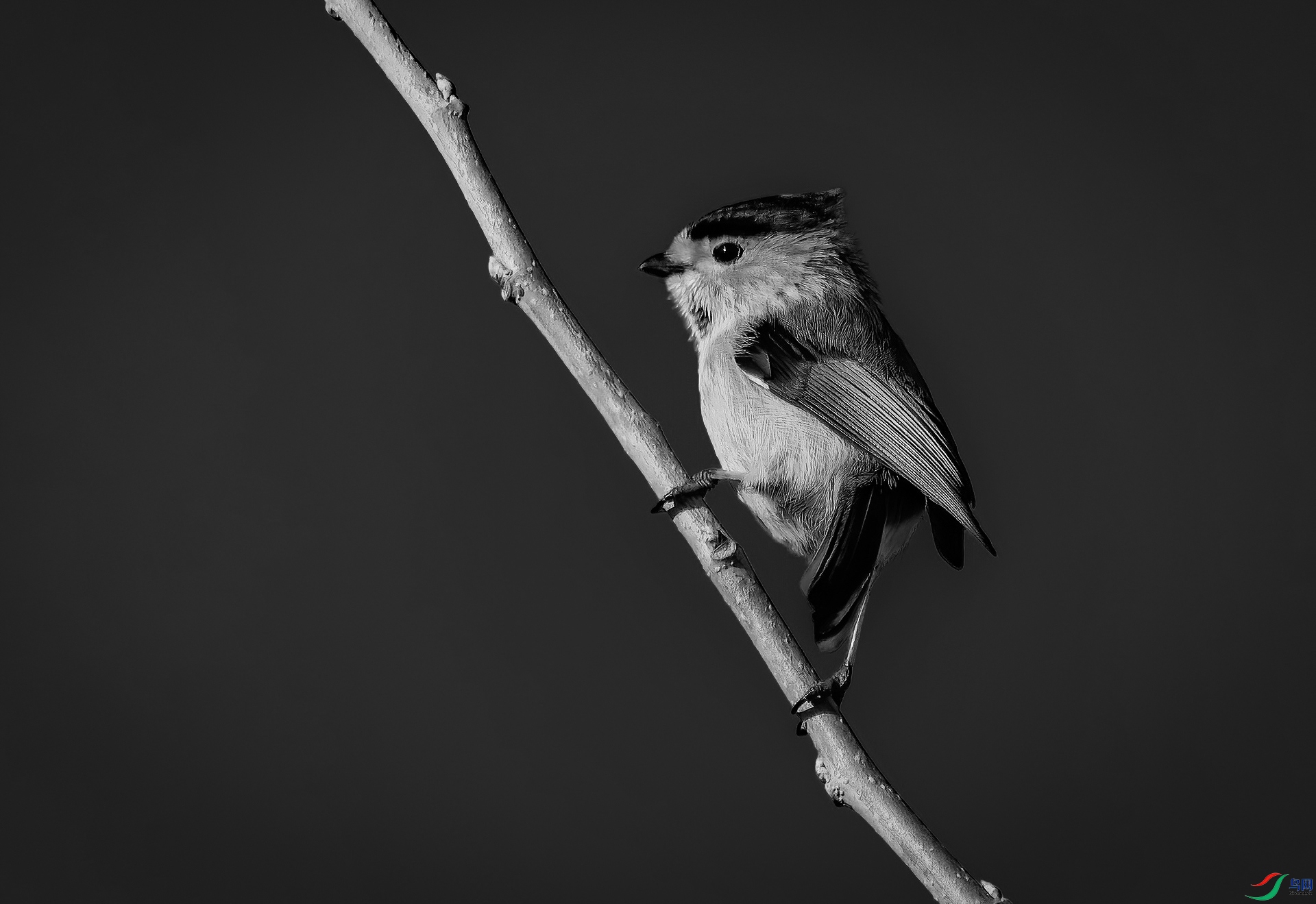 _MG_2596(1920a ).jpg