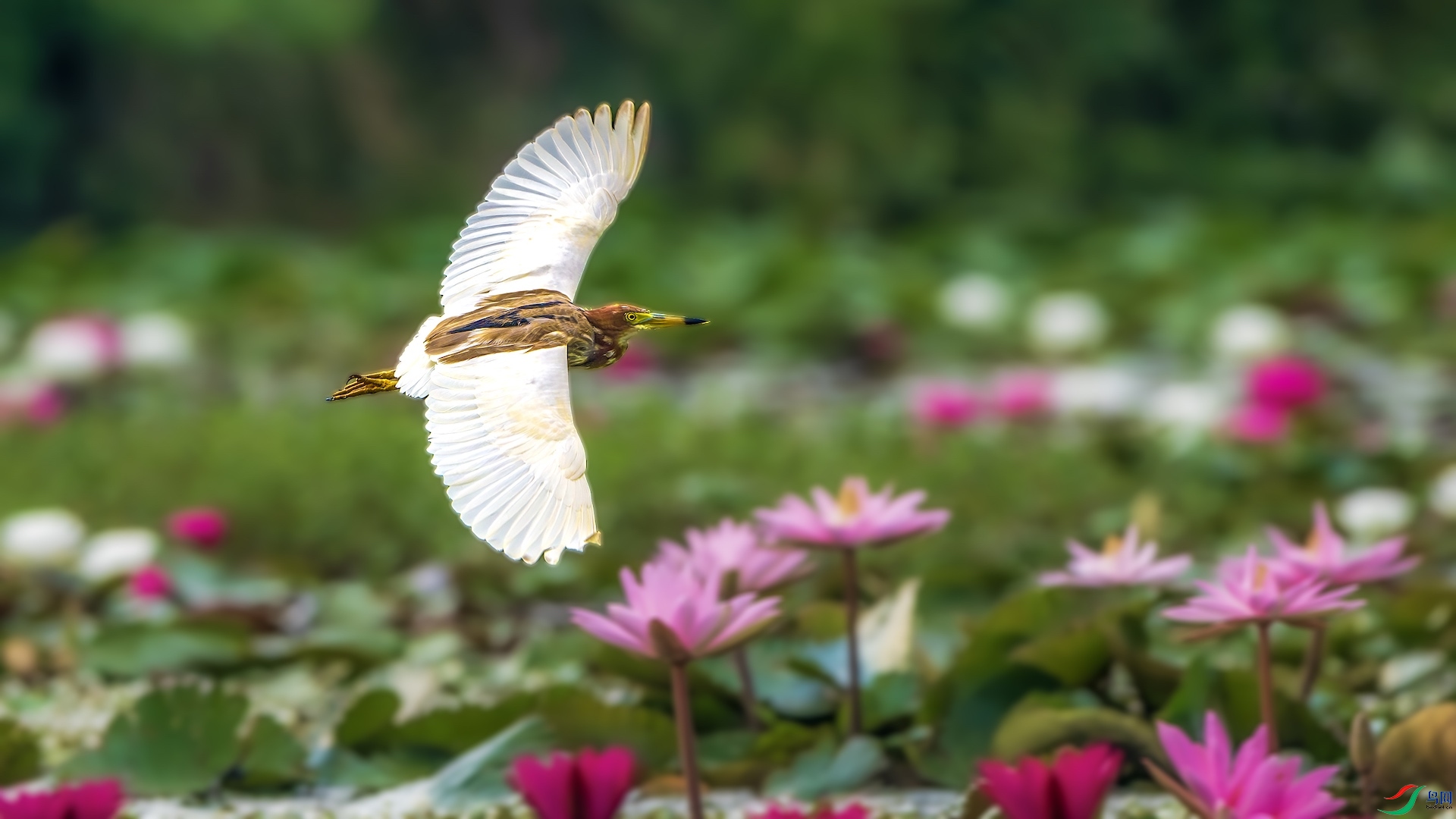 `1_XXL8161-����ǿ-NR ����.jpeg