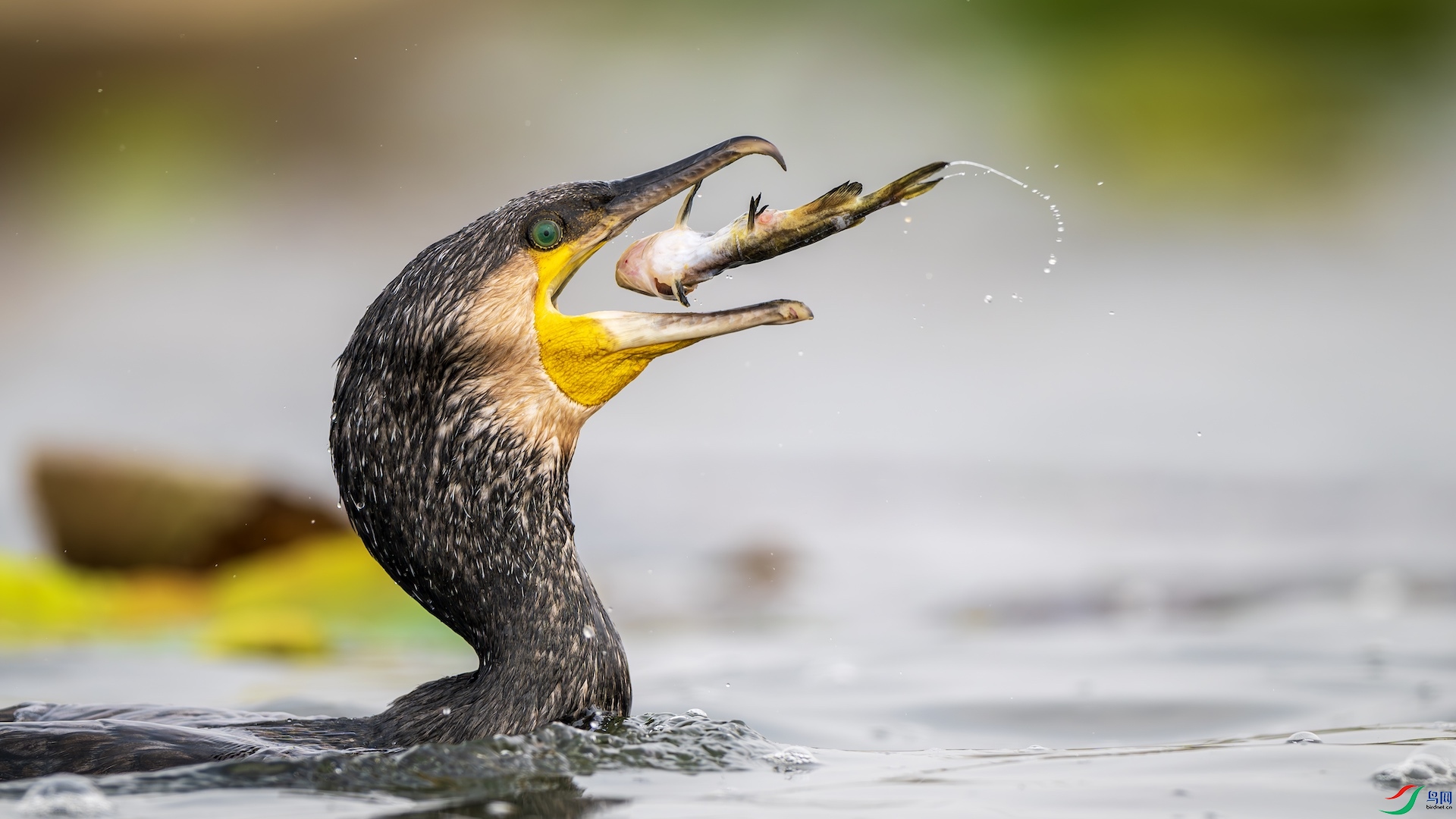 1_XXL4290-����ǿ-NR �����ĸ���.jpeg