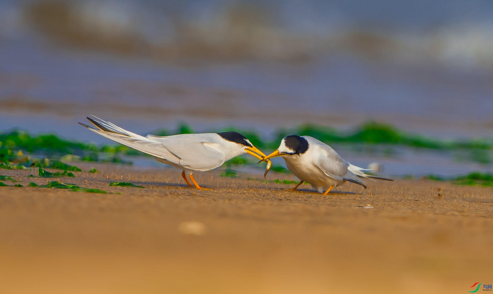 DSC_5313.jpg