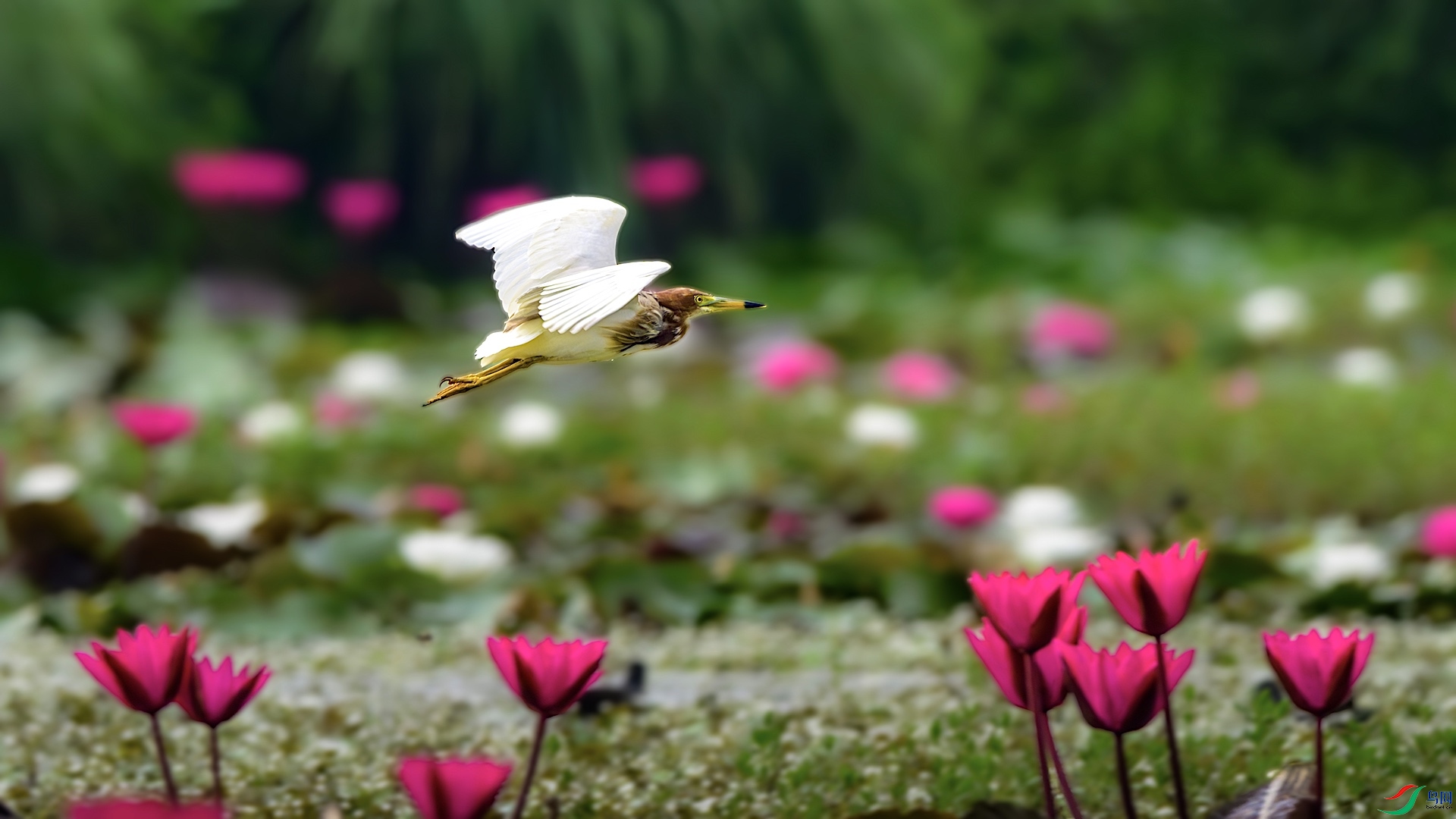 1_XXL8155-����ǿ-NR ����.jpeg