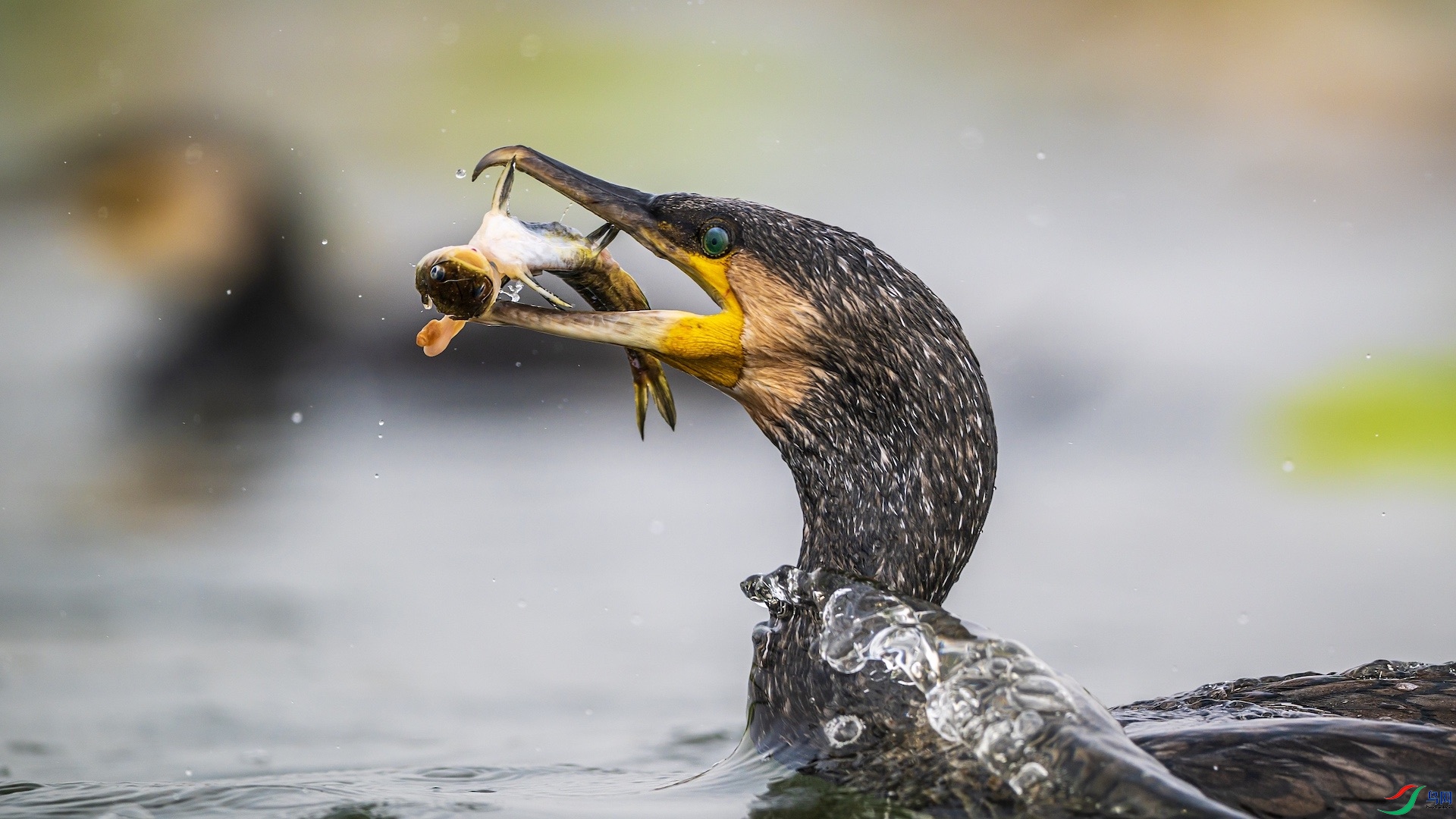 1_XXL43471 ����.jpeg