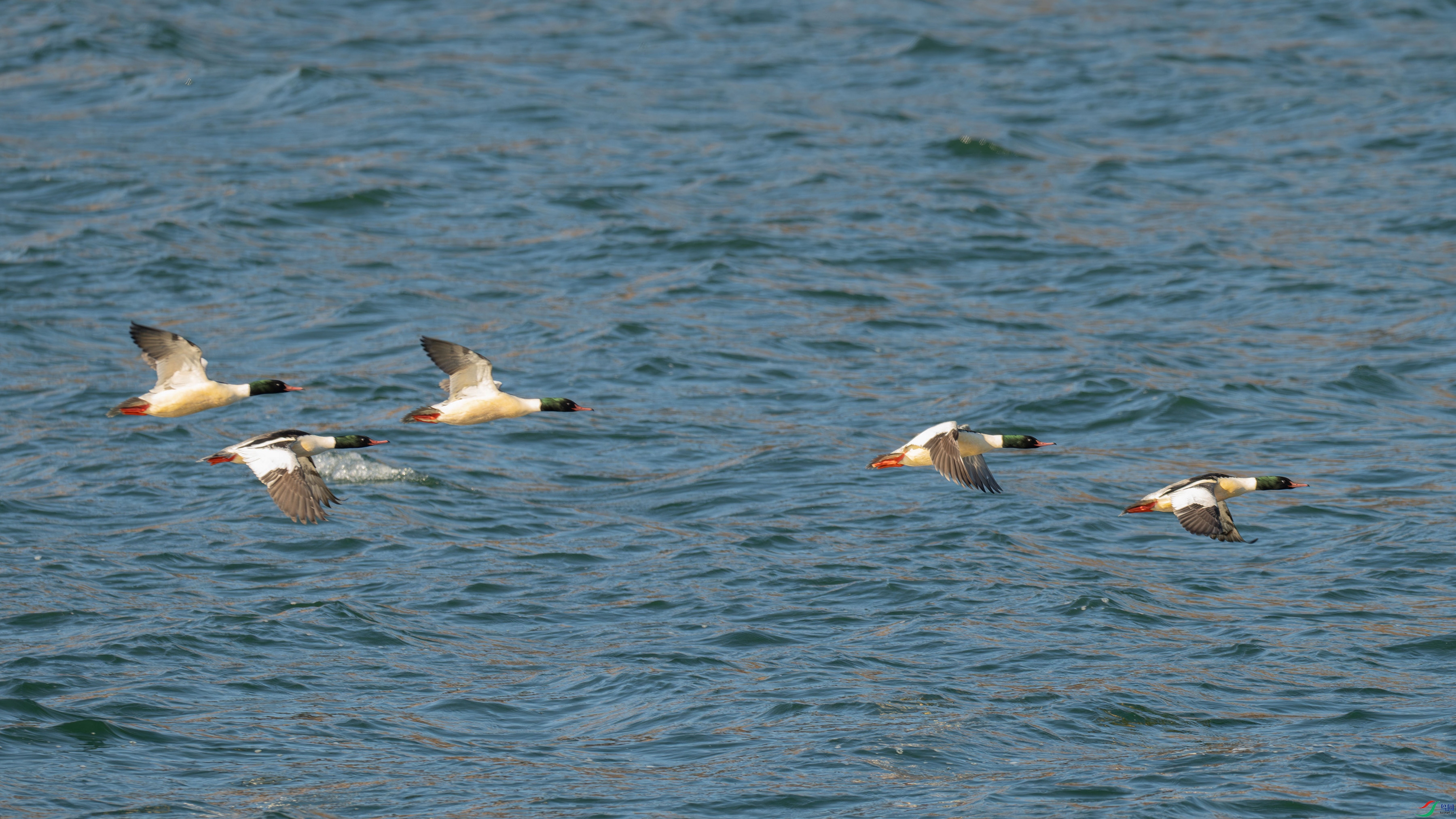 DSC_2782.jpg