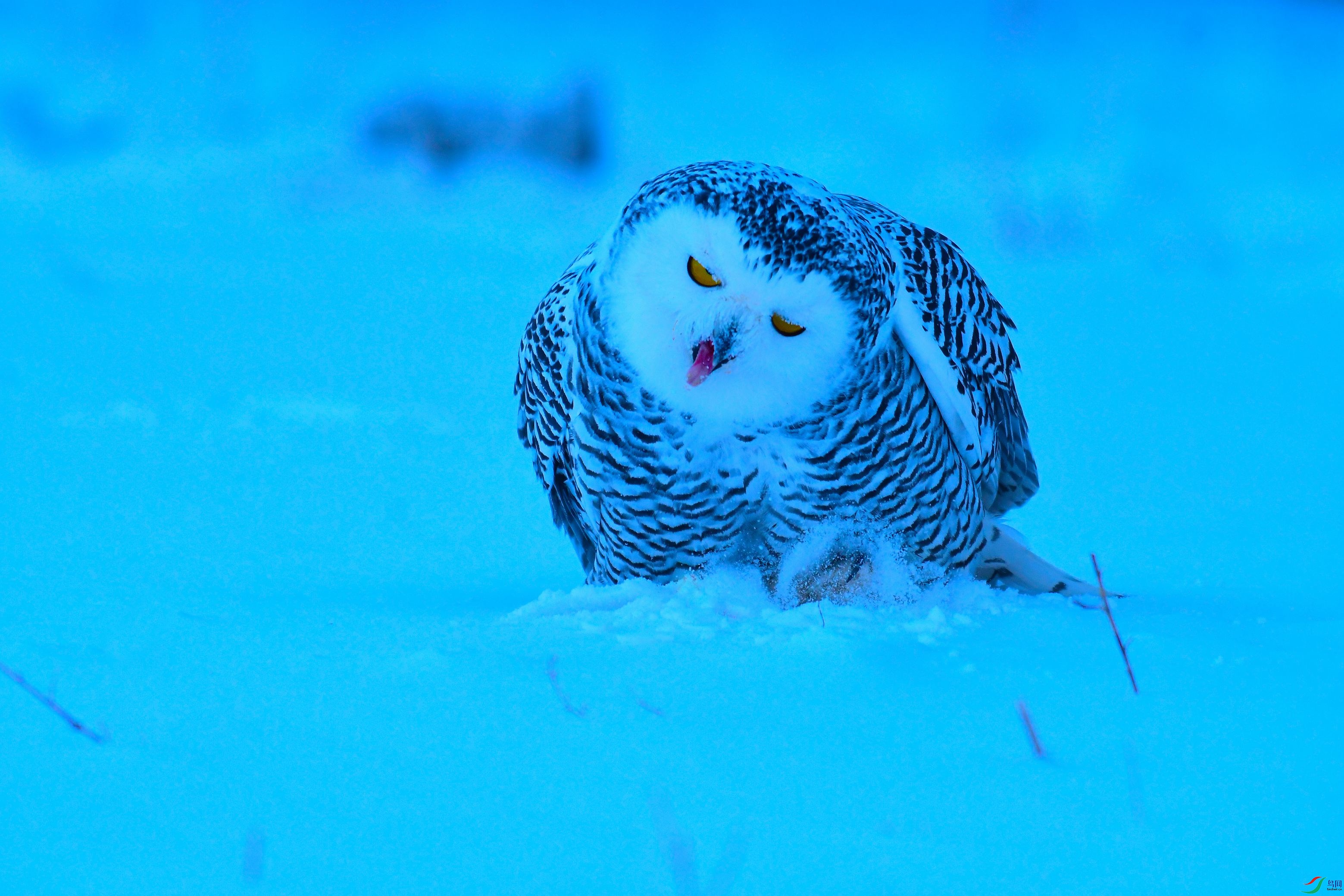 DSC_6080.JPG