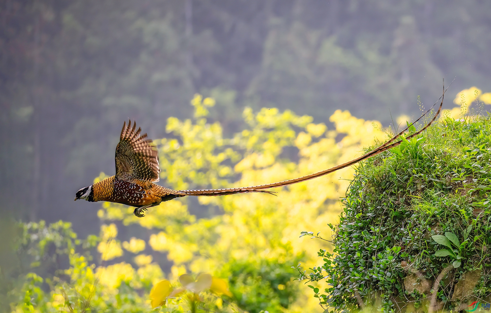 407A1015 ����-Sh---1 .jpg