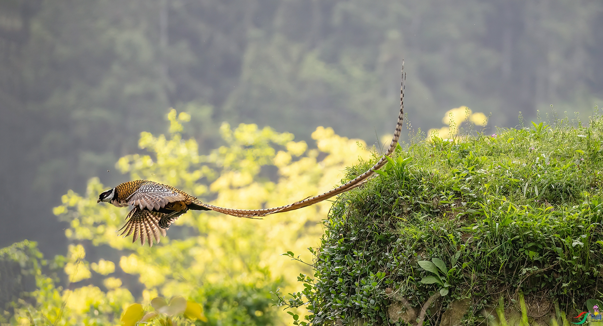 407A0914 ����-Sh---1 .jpg