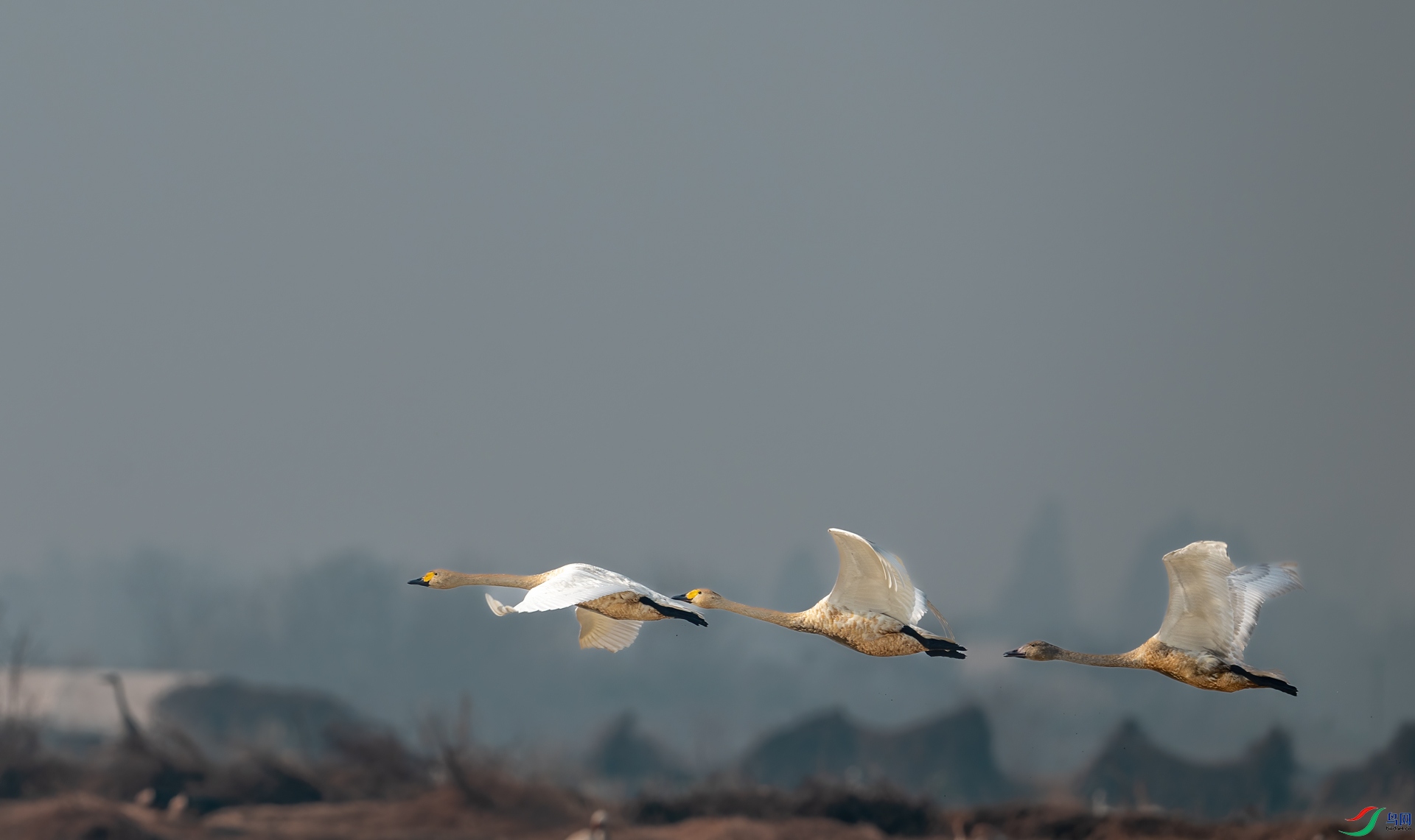 DSC_9553-1.jpg