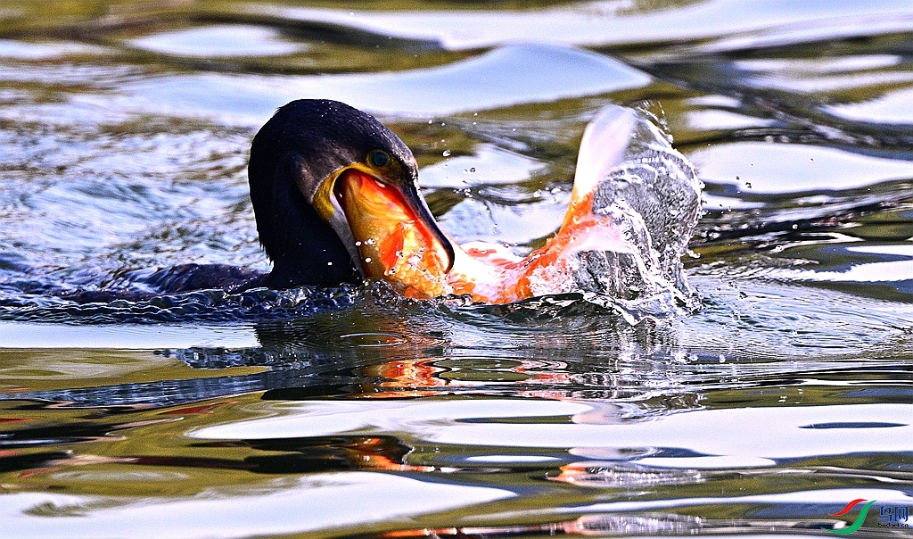 DSC_7581.JPG