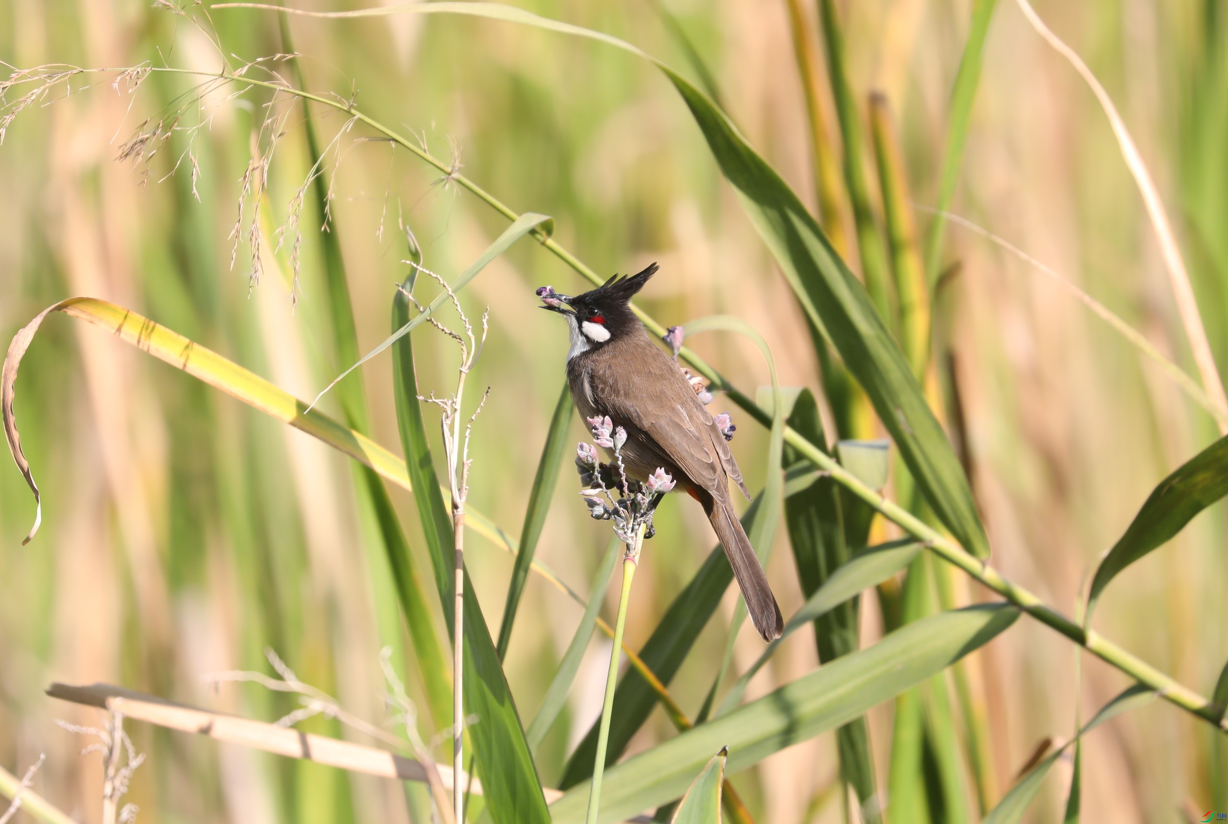 BL7A7754.JPG