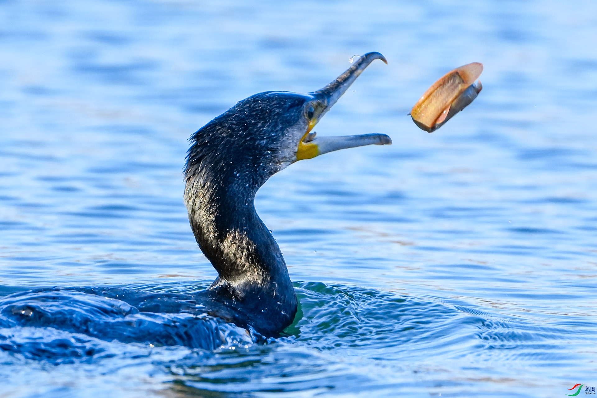 ���Ϸ����