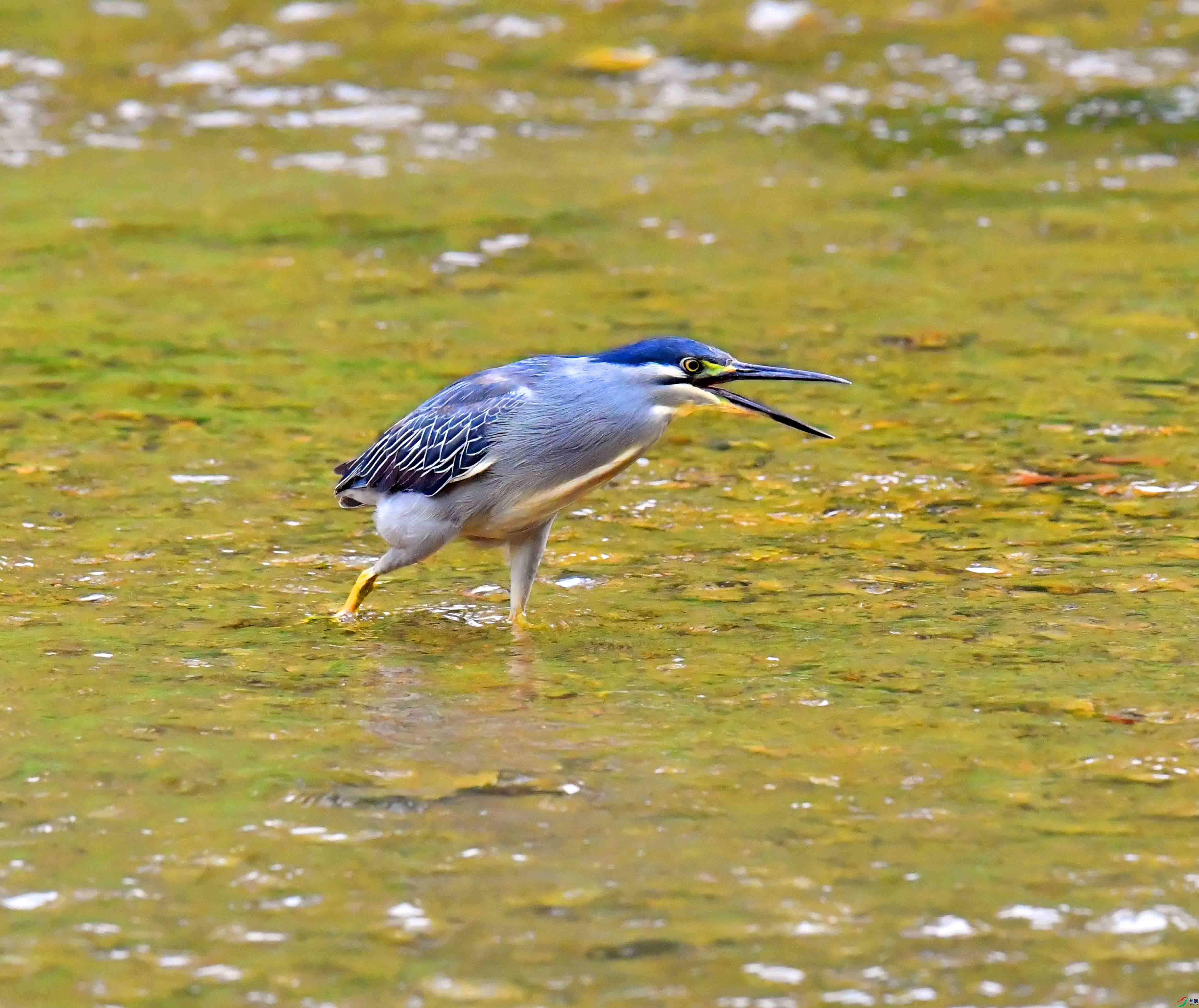 DSC_0584.JPG