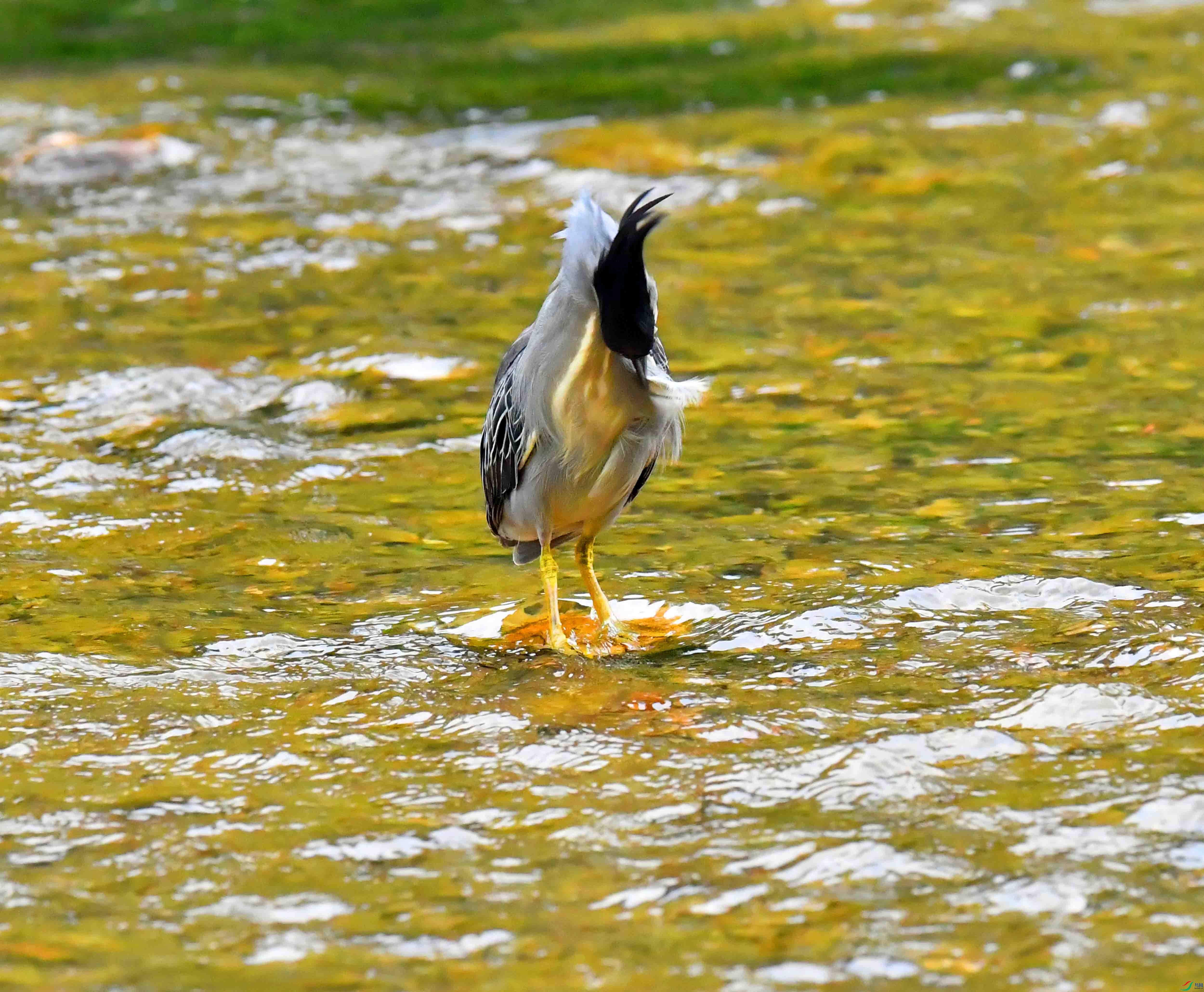 DSC_0587.JPG
