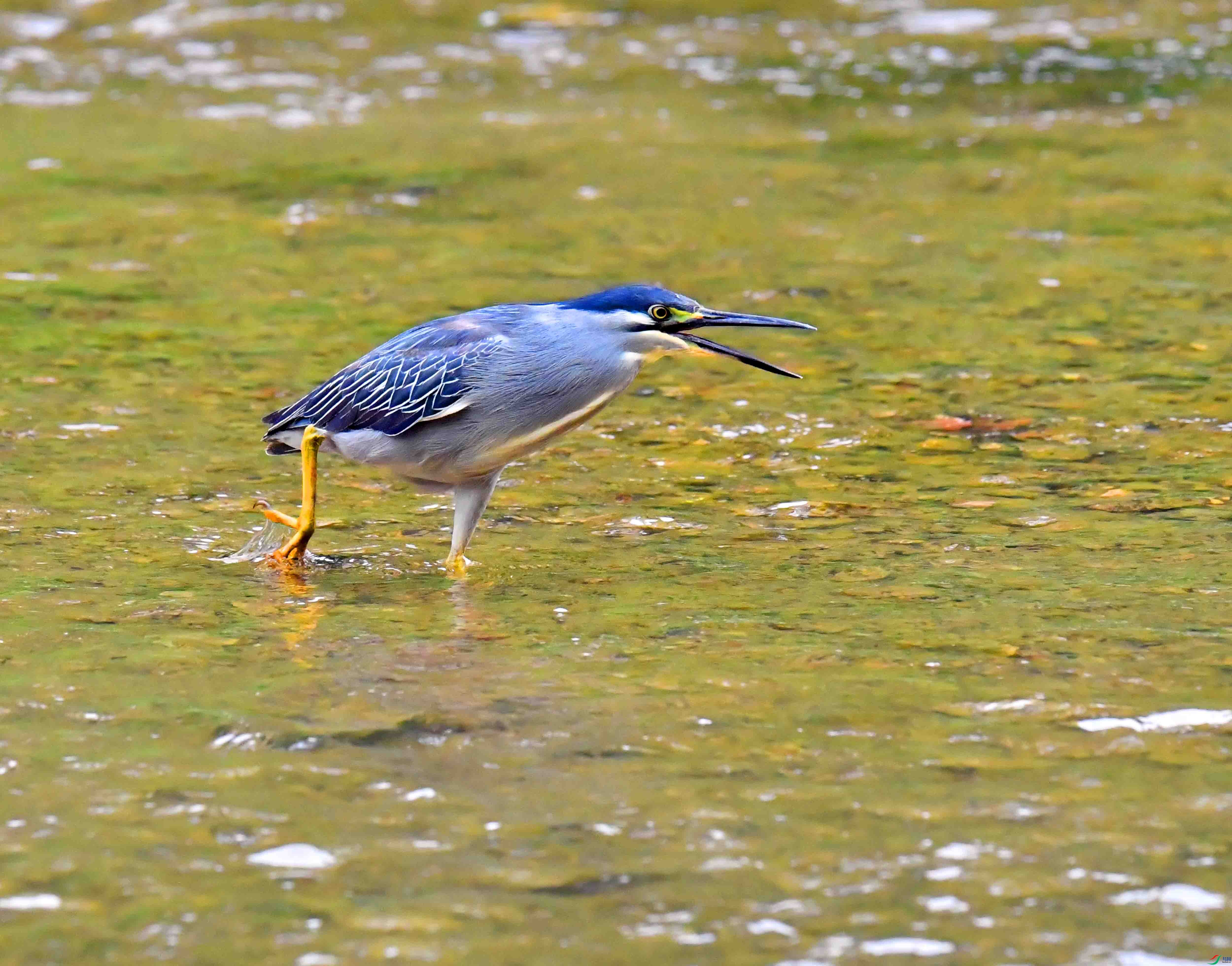DSC_0585.JPG