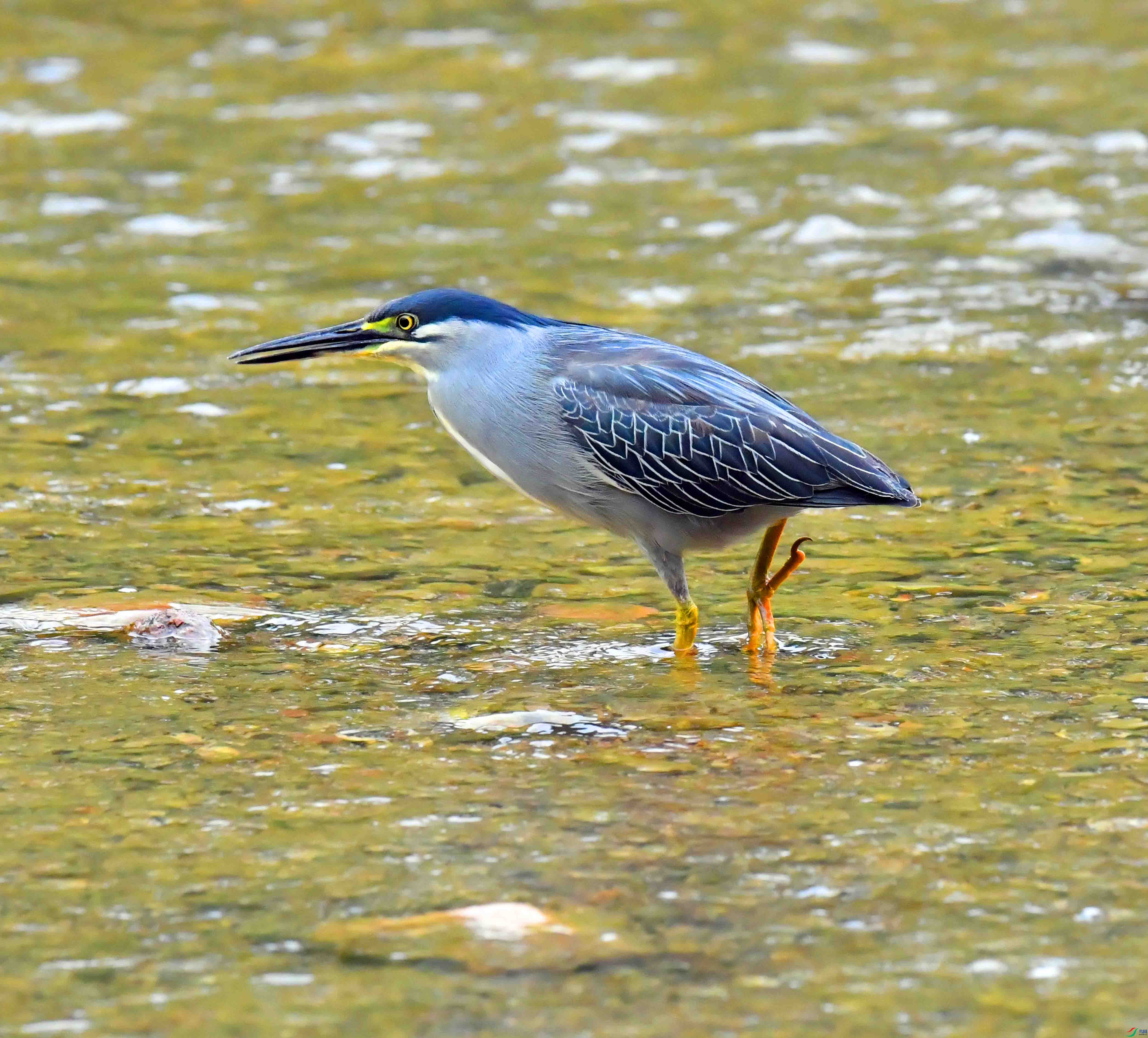 DSC_0593.JPG