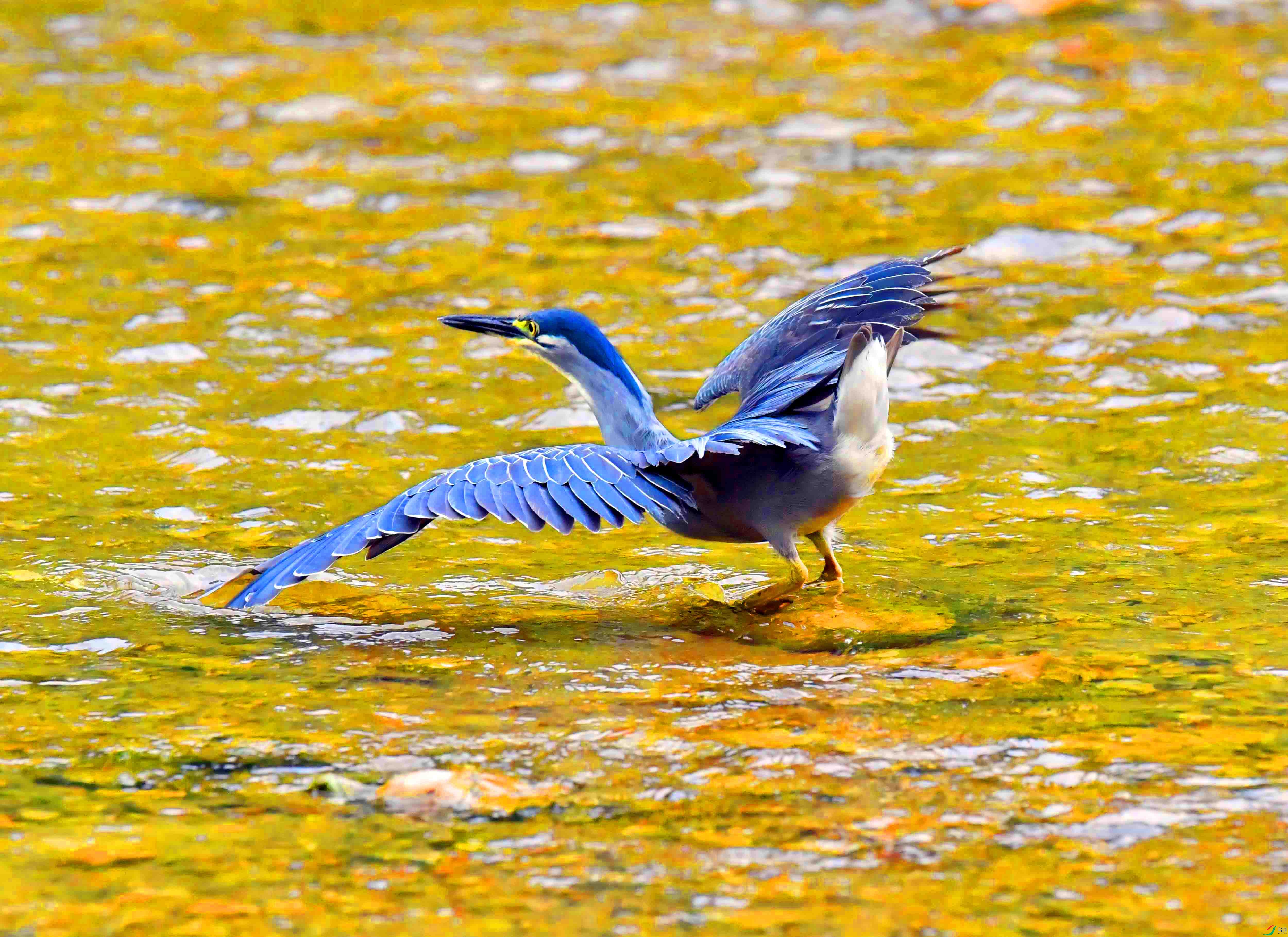 DSC_0599.JPG