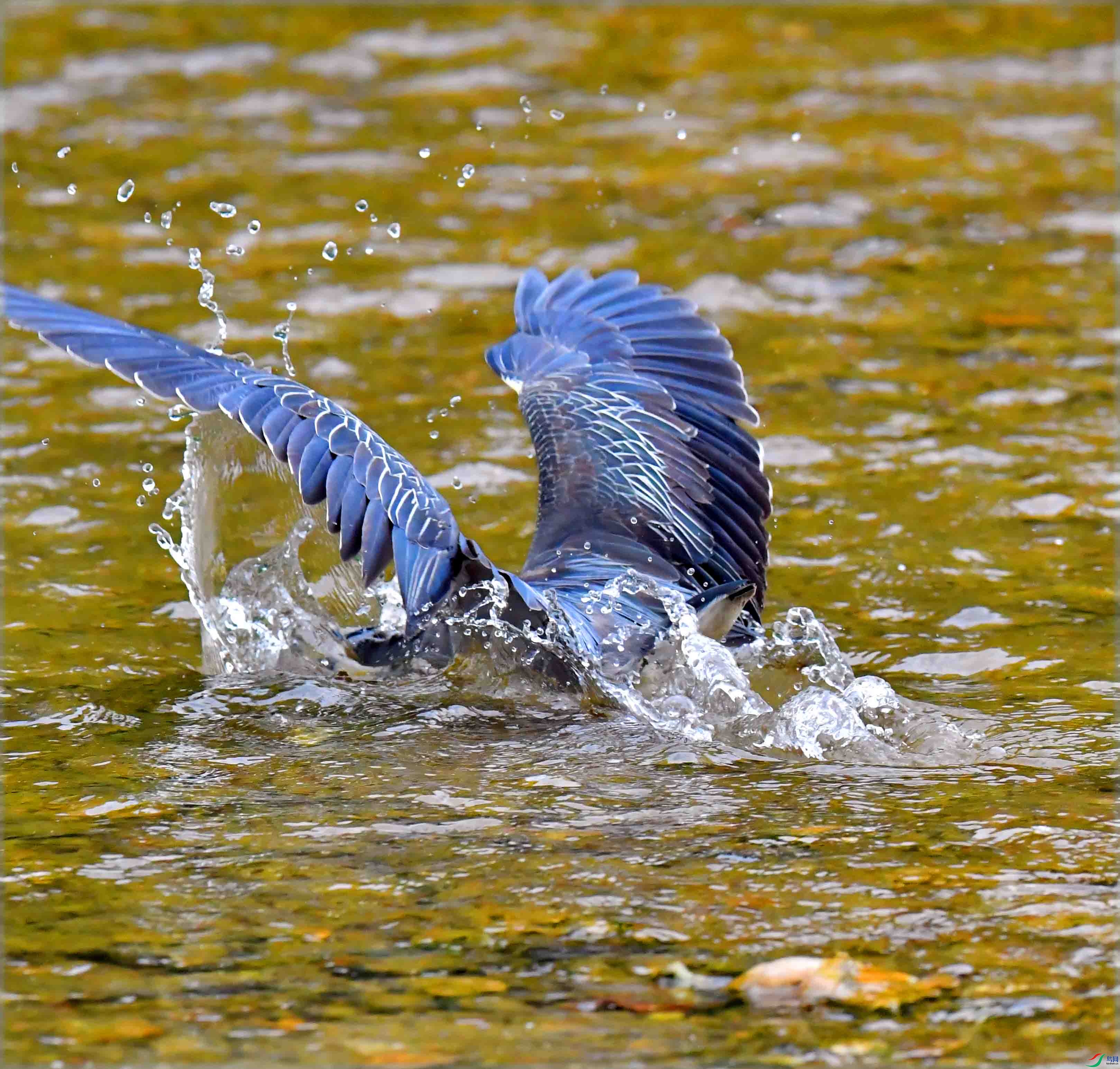 DSC_0600.JPG