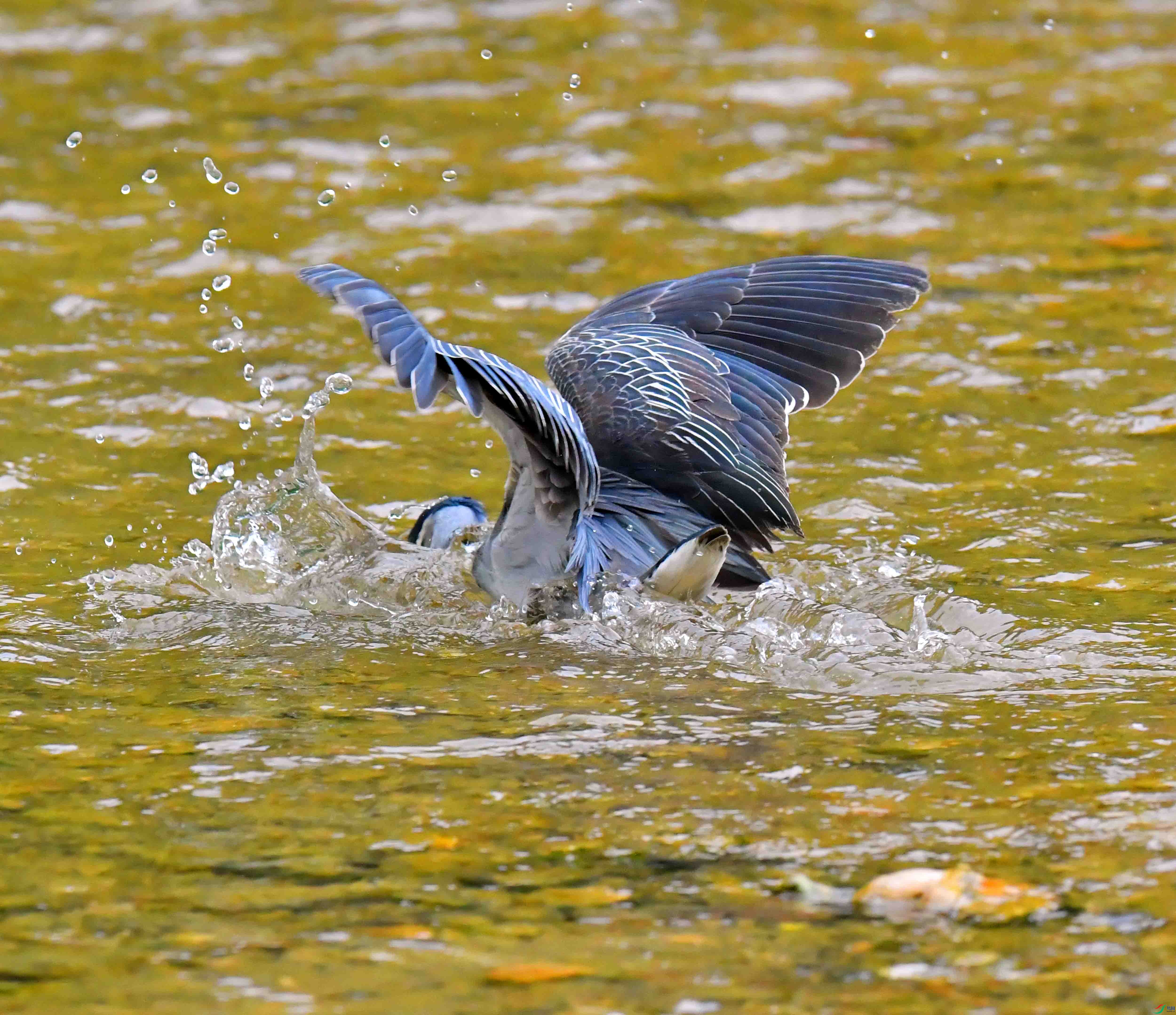 DSC_0601.JPG