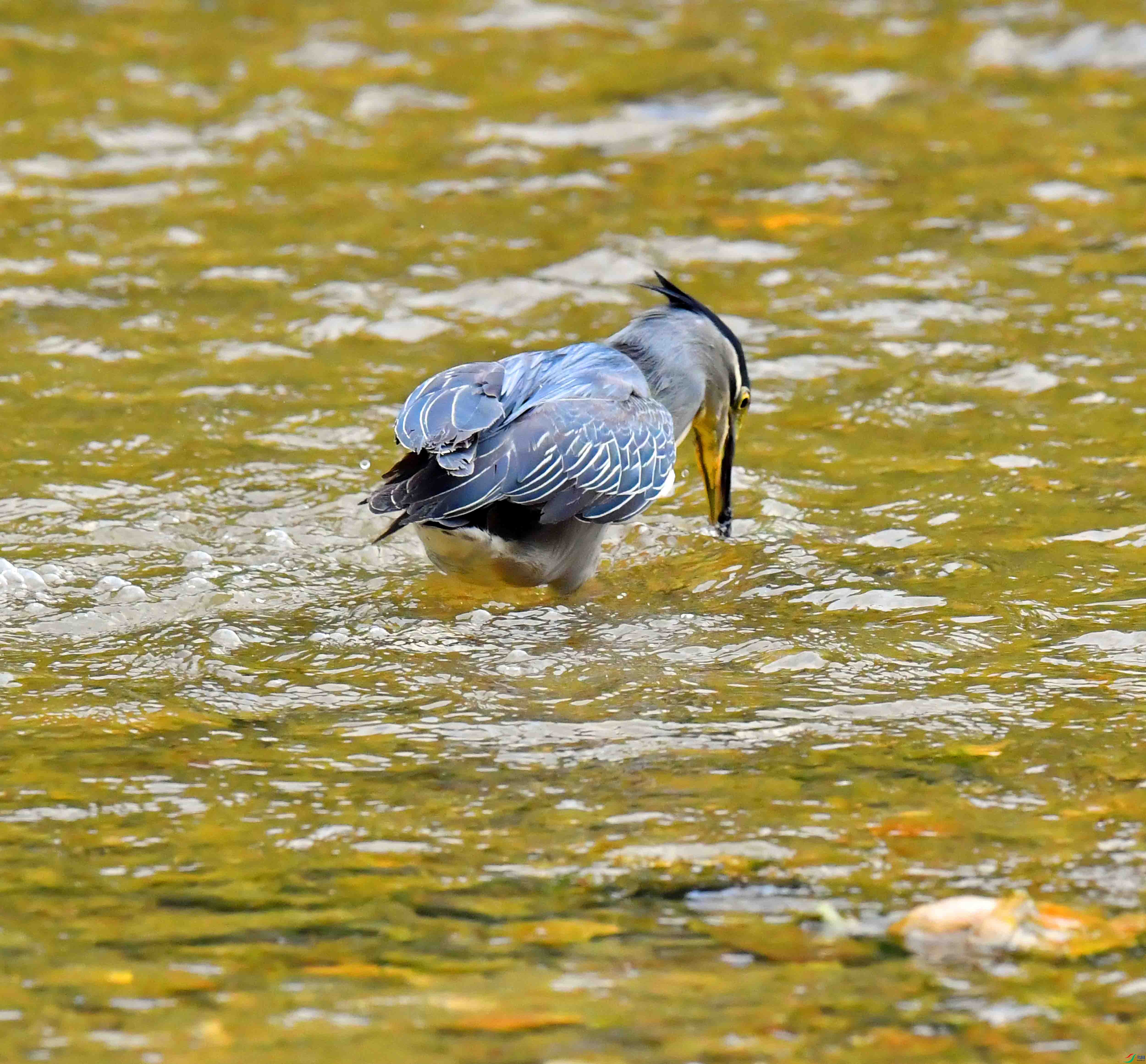 DSC_0603.JPG