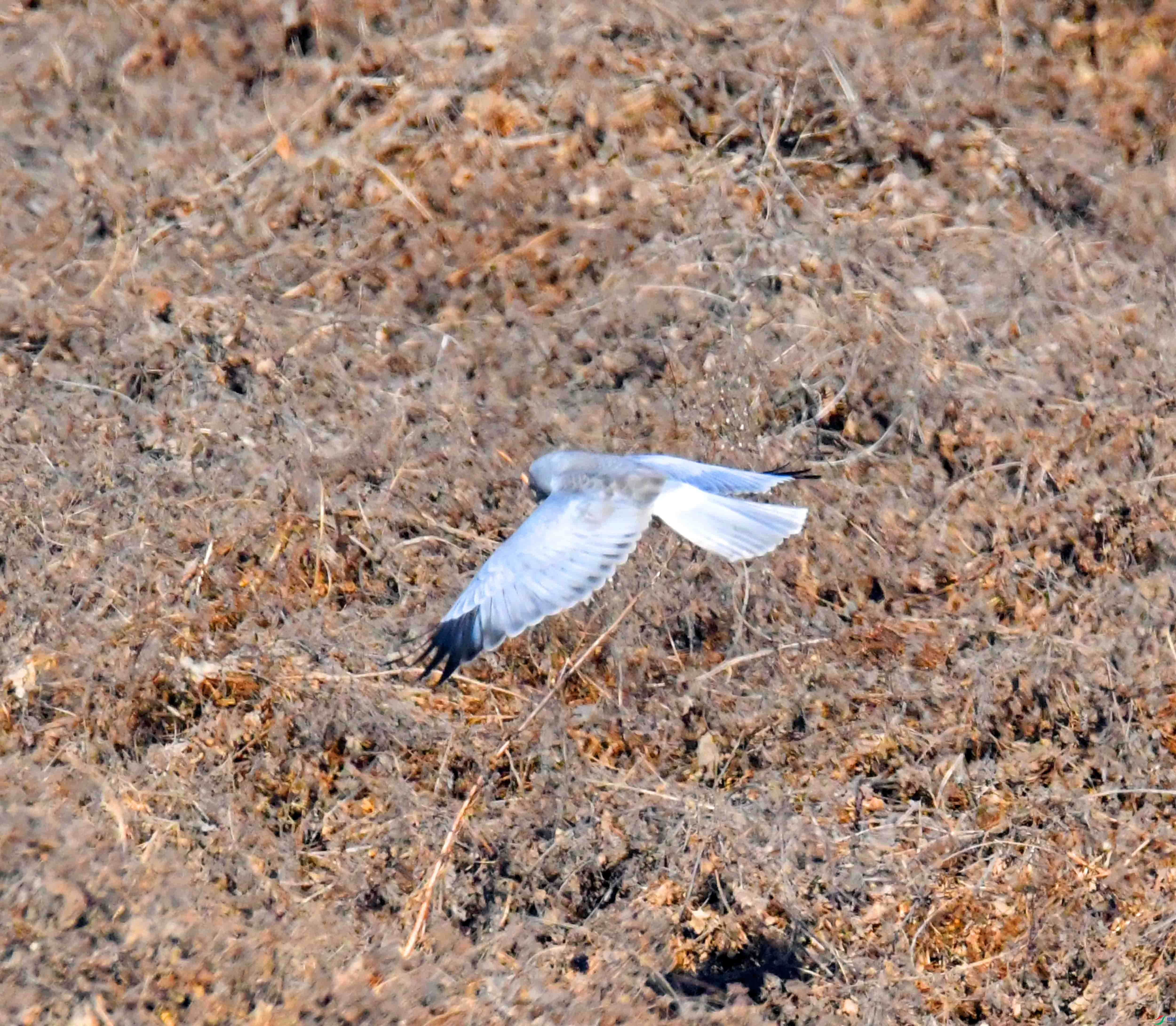 DSC_6775.JPG