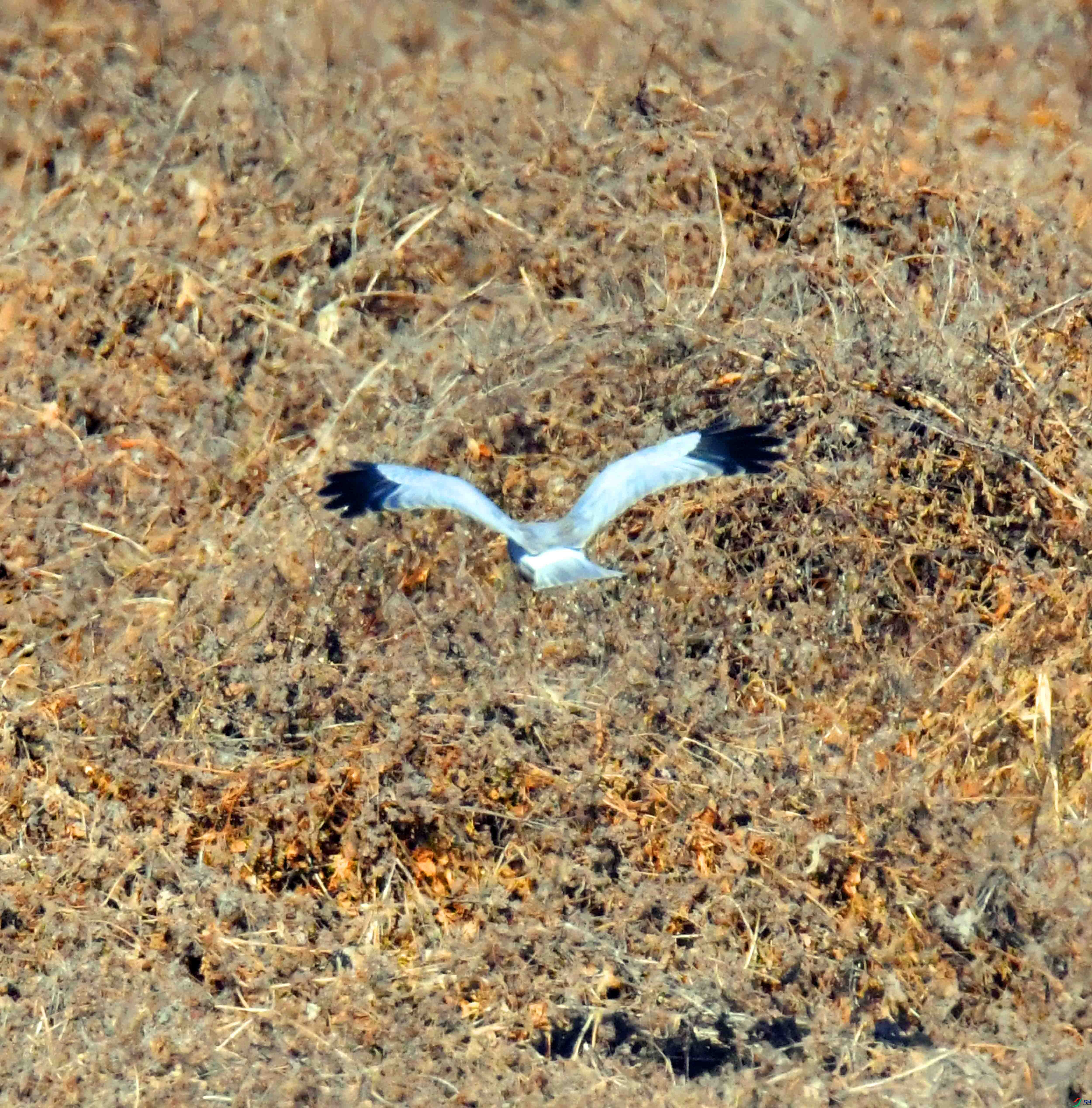 DSC_6794.JPG